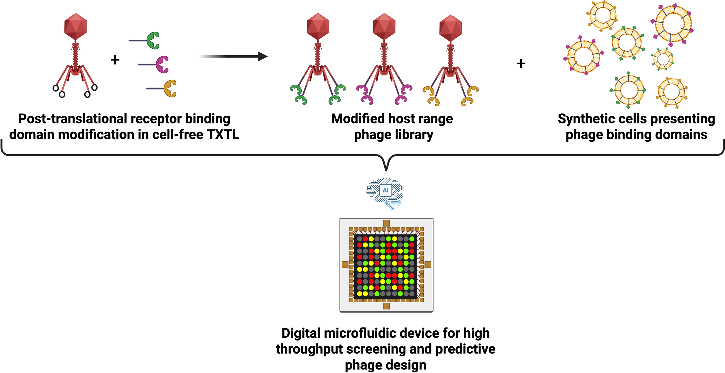 Diagram depicting a process for phage modification and screening. It shows a phage combined with colored receptor binding domains, leading to a modified phage library. This library interacts with synthetic cells presenting binding domains. Below, a digital microfluidic device with AI symbol is used for high throughput screening and predictive phage design.