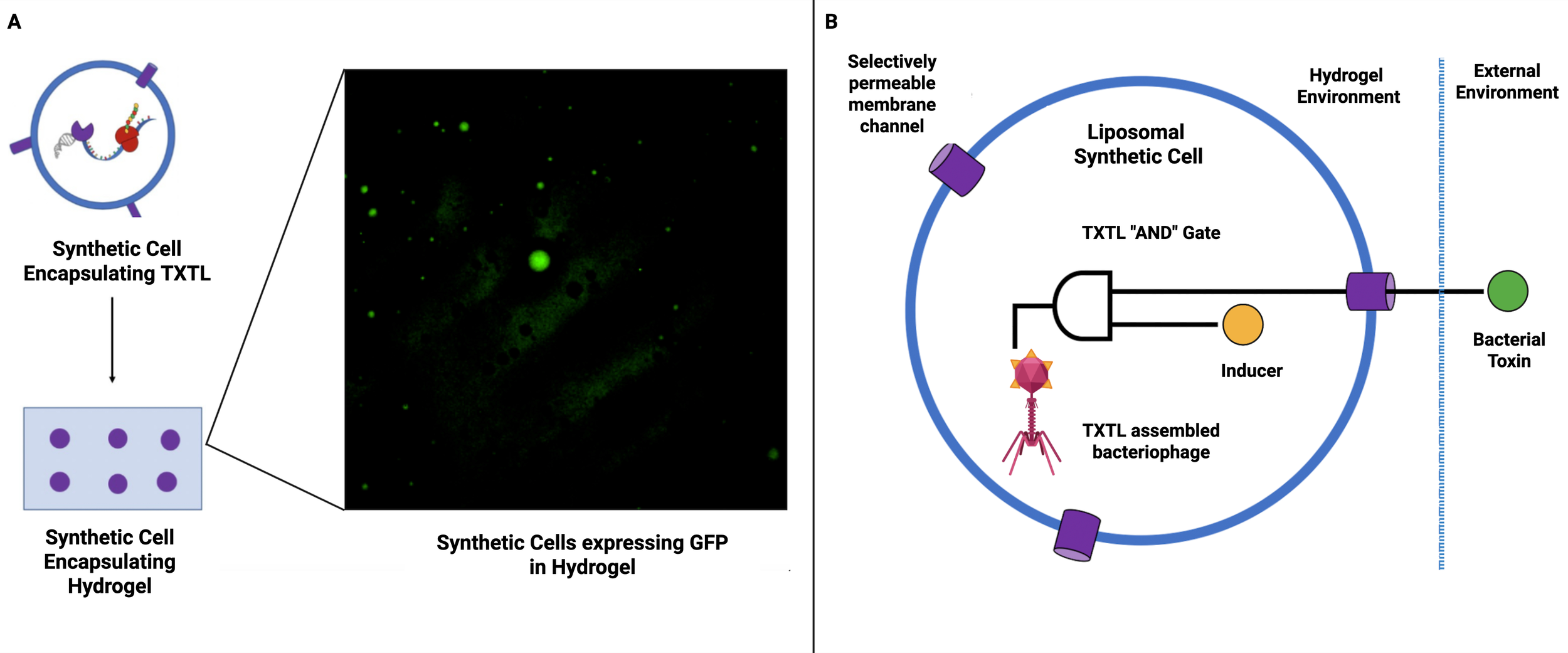 Diagram showing synthetic cells. Part A depicts a synthetic cell encapsulating TXTL and encapsulated in a hydrogel, with fluorescent green spots indicating GFP expression. Part B illustrates a liposomal synthetic cell with a selectively permeable membrane channel, TXTL “AND” gate, and components including an inducer, TXTLasembled bacteriophage, and a bacterial toxin interacting between a hydrogel and external environment.