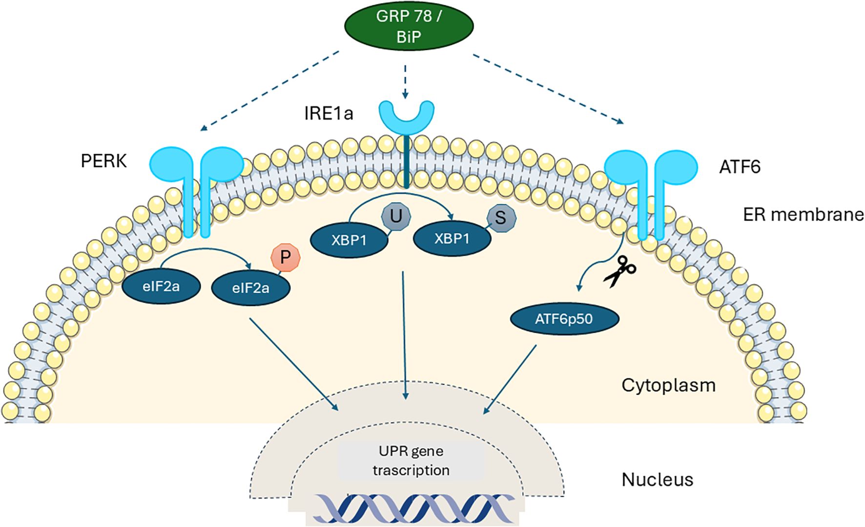 Diagram illustrating the unfolded protein response (UPR) in the endoplasmic reticulum (ER) membrane. It shows three pathways: PERK, IRE1a, and ATF6. PERK phosphorylates eIF2a, IRE1a splices XBP1, and ATF6 is cleaved to form ATF6p50. These pathways lead to UPR gene transcription in the nucleus.