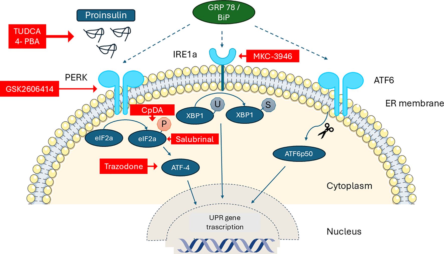 Illustration of the unfolded protein response (UPR) pathways in the endoplasmic reticulum (ER) membrane. Key pathways involving PERK, IRE1a, and ATF6 are depicted, with compounds like TUDCA, 4-PBA, and GSK2606414 affecting these pathways. The diagram shows proinsulin folding and transcription factors such as eIF2a, XBP1, and ATF6p50 influencing gene transcription in the nucleus. Blue arrows indicate pathway directions, and red blocks show inhibitory compounds.