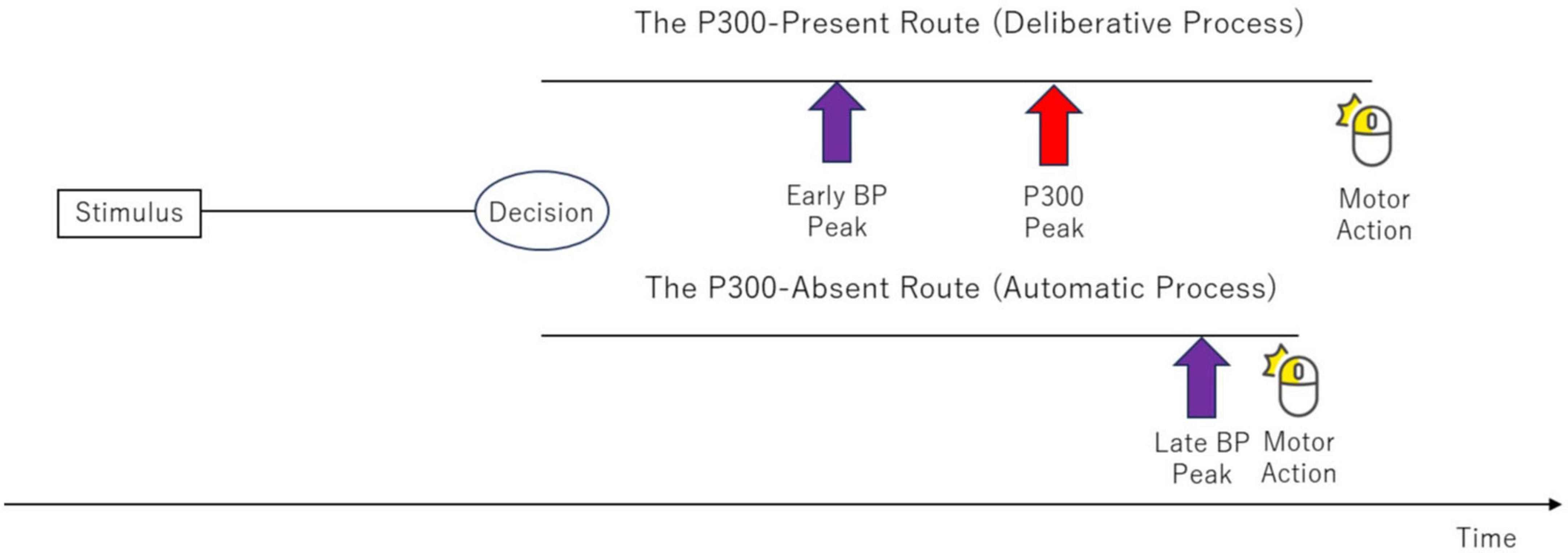 Diagram illustrating two decision-making routes over time. The P300-Present Route (Deliberate Process) shows a stimulus leading to a decision, followed by early BP and P300 peaks, and motor action. The P300-Absent Route (Automatic Process) shows a decision, late BP peak, and motor action. Arrows indicate timing and progression.