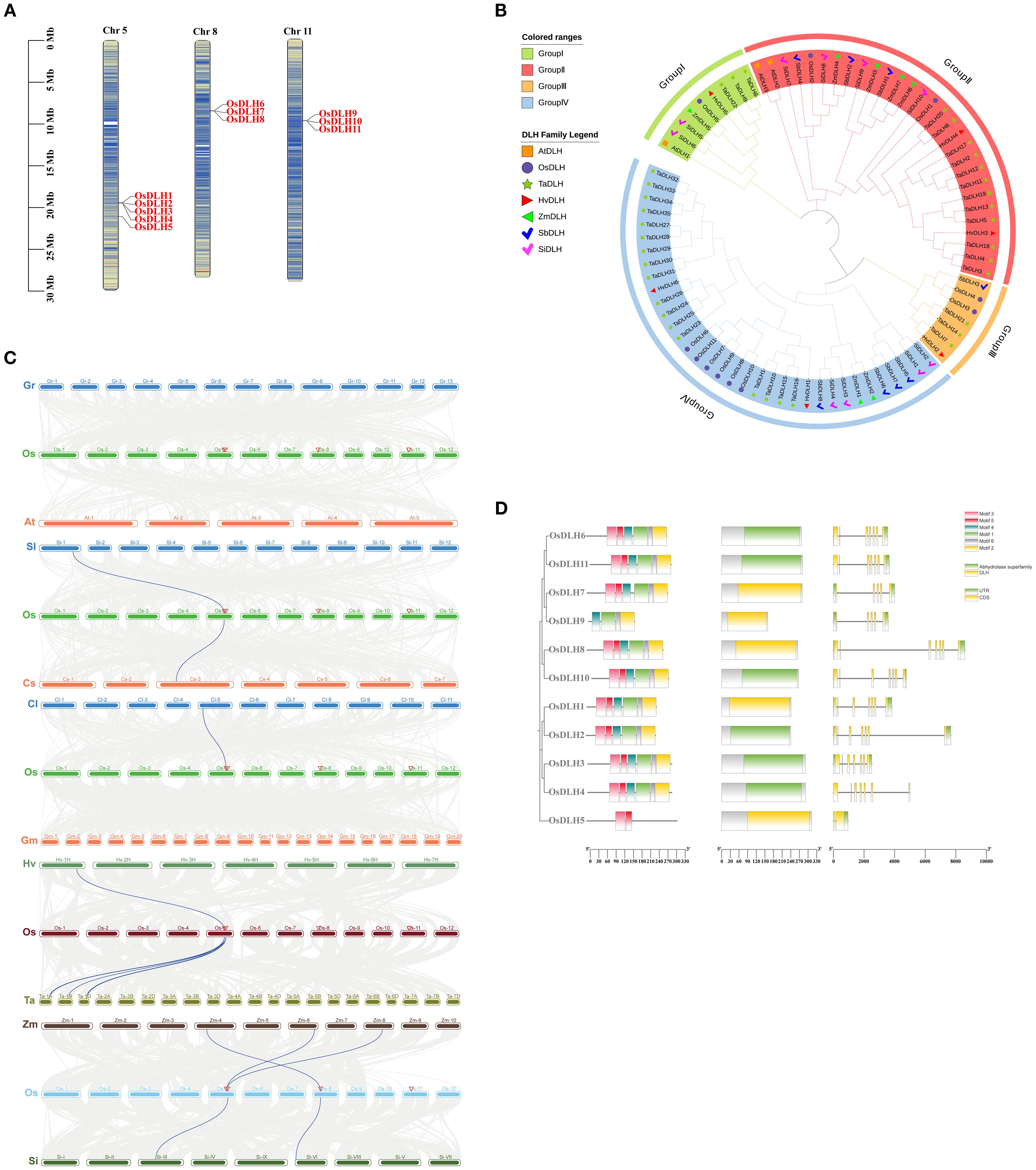 Genomic analysis illustration with four sections: (A) shows chromosome mapping highlighting specific genes on chromosomes 5, 8, and 11; (B) displays a circular phylogenetic tree categorizing four groups with a color legend for different DLH families; (C) includes synteny comparison across multiple species with gene links; (D) presents a series of gene structure diagrams, highlighting motifs with a color-coded key.