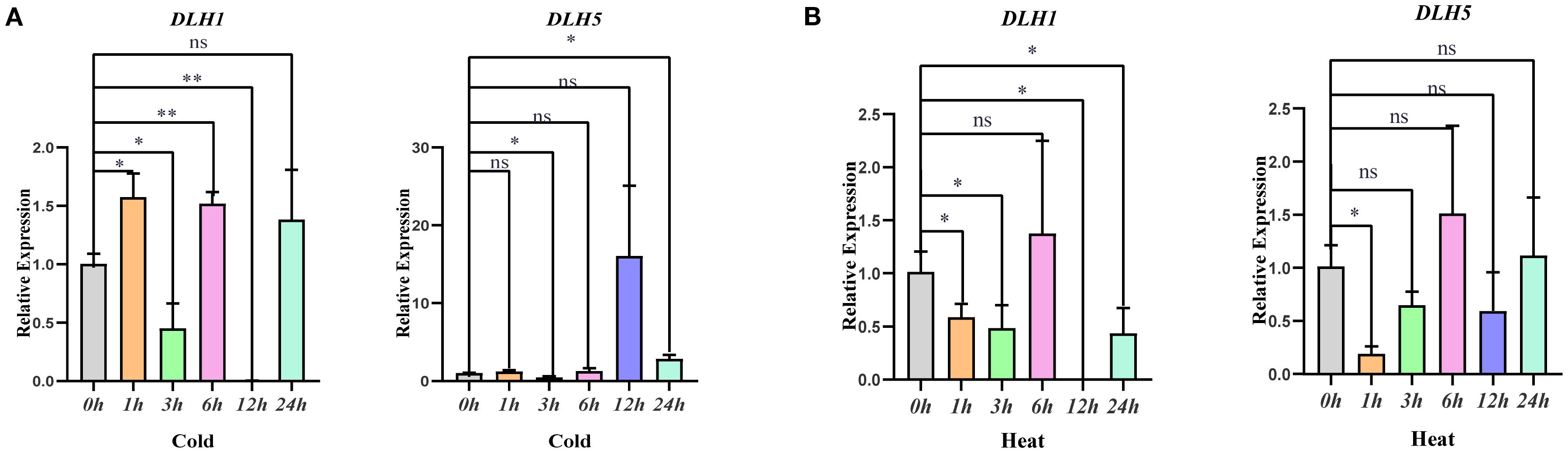 Bar charts illustrate the relative expression of DLH1 and DLH5 under cold (panel A) and heat (panel B) conditions over various time points (0, 1, 3, 6, 12, and 24 hours). Statistically significant differences are marked with asterisks, while “ns” indicates no significant difference. Each group shows variations in gene expression levels, highlighting the response to temperature changes over time.