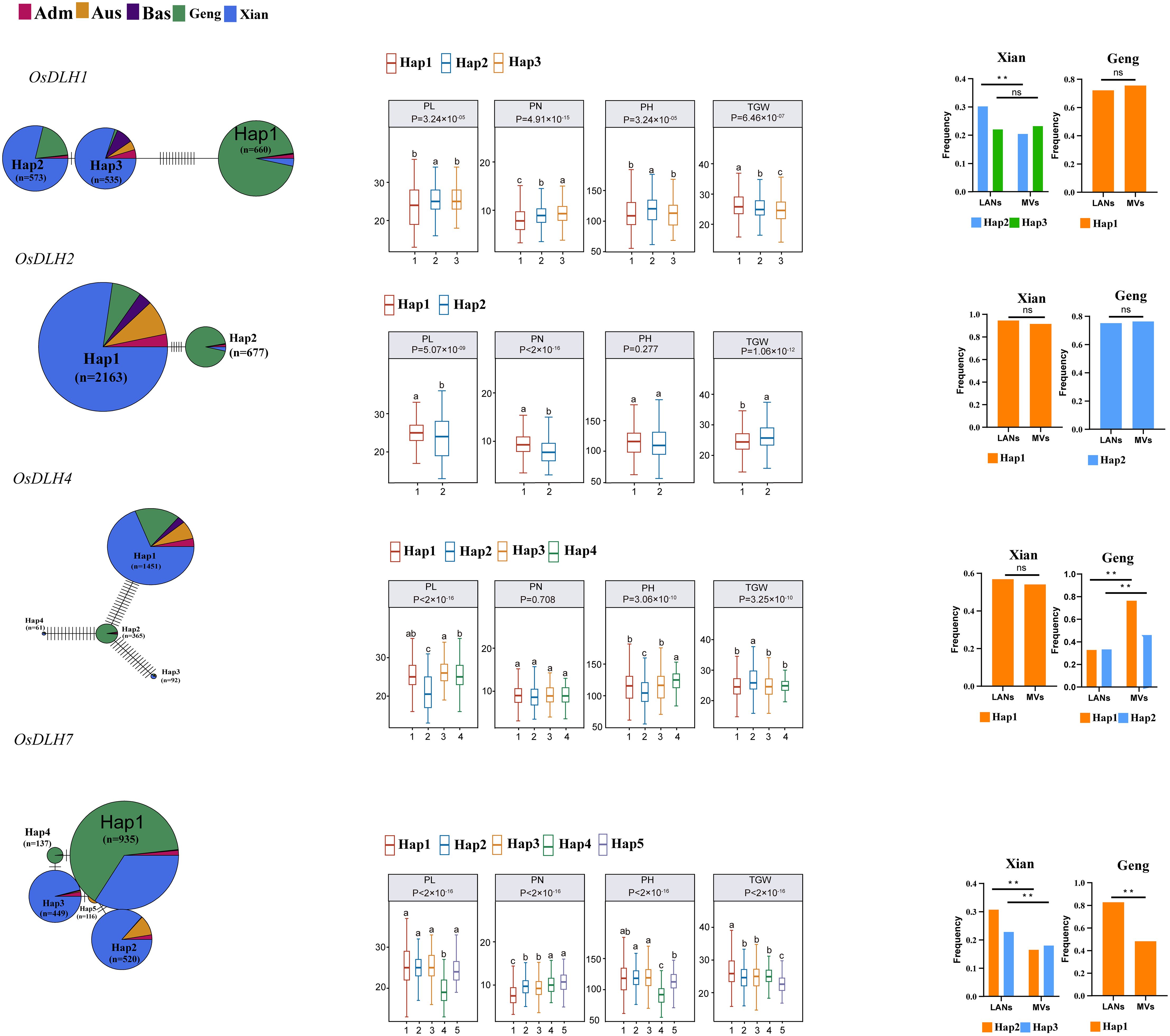 Circos plots, box plots, and bar graphs depict genetic variants and their frequencies in different populations for genes OsDLH1, OsDLH2, OsDLH4, and OsDLH7. Each gene has a pie chart showing haplotype distribution and box plots detailing the significant differences for traits like plant height, panicle length, and thousand-grain weight among the haplotypes. Bar graphs compare the haplotype frequencies between Xian and Geng populations. Statistical significance is indicated by p-values and asterisks. Color coding corresponds to population groups, as indicated by the legend.