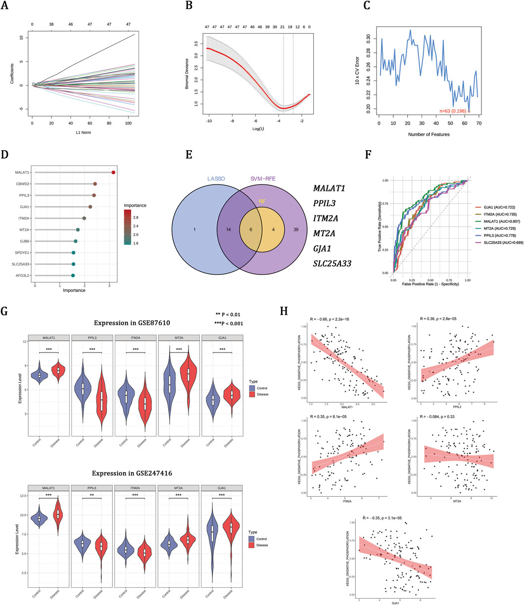 Multiple graphs and plots present data in a composite image. Panel A shows a LASSO path plot as coefficients shrink towards zero. Panel B is a plot of deviance versus log lambda indicating the optimal lambda. Panel C presents cross-validation error across features. Panel D is a feature importance plot, highlighting key variables. Panel E displays a Venn diagram highlighting shared features in different models. Panel F is an ROC curve comparison for different genes. Panel G features violin plots for gene expression across two datasets. Panel H presents correlation plots, showcasing relationships between gene expression and another variable.