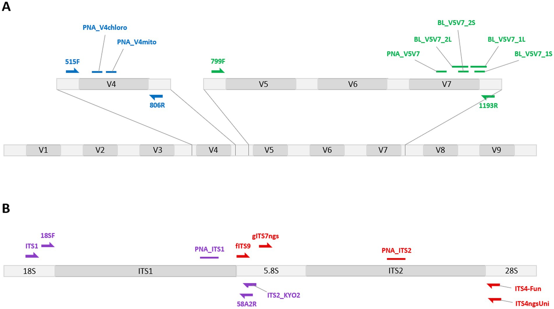 Diagram showing two parts labeled A and B. A: Regions V1 to V9 are marked, with focus on V4 and V5-V7. Primer locations 515F, 806R, 799F, and 1193R are indicated with arrows. Probes PNA_V4chloro, PNA_V4mito, PNA_V5V7, and BL_V5V7 variants are specified. B: Regions 18S, ITS1, 5.8S, ITS2, and 28S are displayed. Primers 18SF, ITS1, fITS9, gITS7ngs, and others are shown, along with probes PNA_ITS1 and PNA_ITS2.