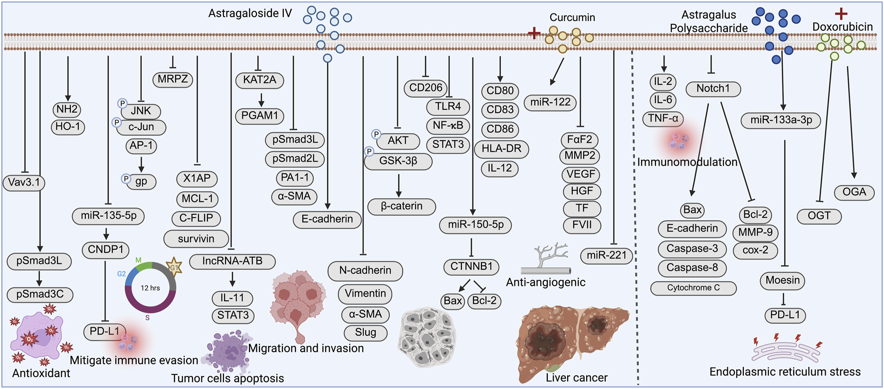 A schematic diagram illustrating the molecular pathways of Astragaloside IV, Curcumin, Astragalus Polysaccharide, and Doxorubicin in cellular processes. Each compound is linked to various proteins and reactions involved in immune evasion, tumor cell apoptosis, migration, invasion, angiogenesis, immunomodulation, and endoplasmic reticulum stress. The diagram shows interactions such as phosphorylation events and regulatory effects, represented by arrows and inhibition lines. Key proteins include JNK, AKT, NF-κB, and β-catenin, among others, across multiple pathways.