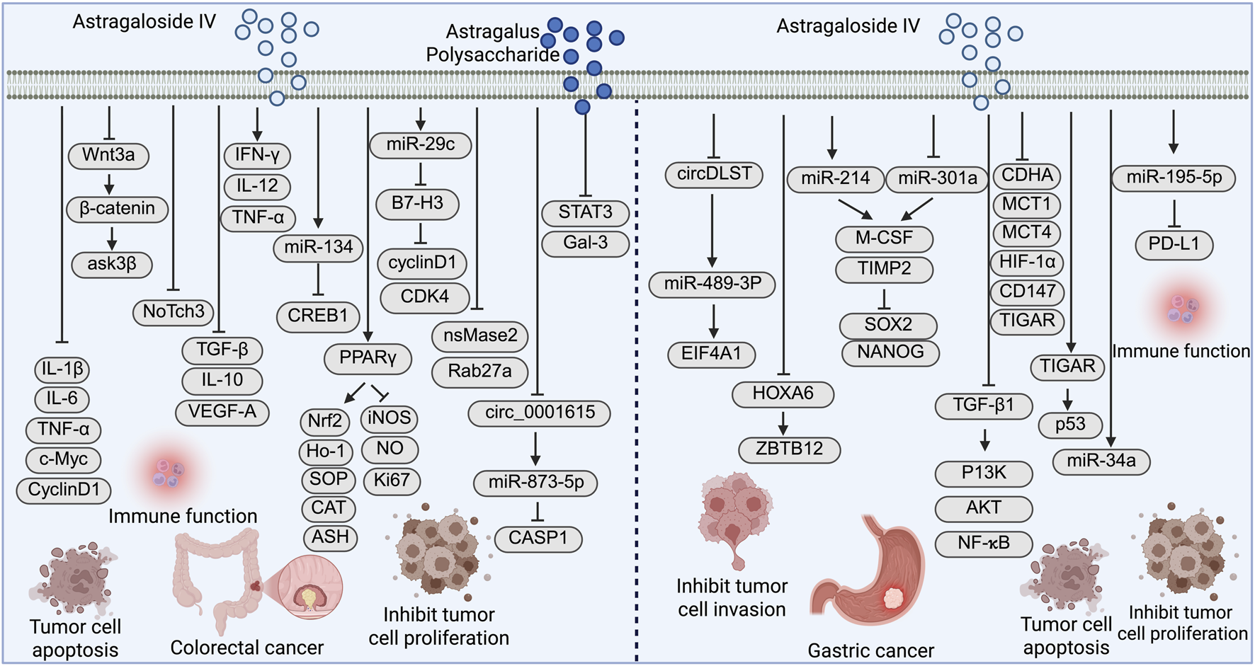 Diagram showing the effects of Astragaloside IV and Astragalus Polysaccharide on various cellular pathways and their roles in cancer. It illustrates pathways affecting immune function, tumor cell apoptosis, and proliferation in colorectal and gastric cancer. Various molecules and pathways, such as Wnt3a, IFN-γ, miR-29c, circDLST, and miR-195-5p, are depicted influencing processes including cytokine production, cell cycle regulation, and apoptosis. The diagram includes mentions of immune function, colorectal cancer, gastric cancer, and inhibition of tumor cell proliferation and invasion.
