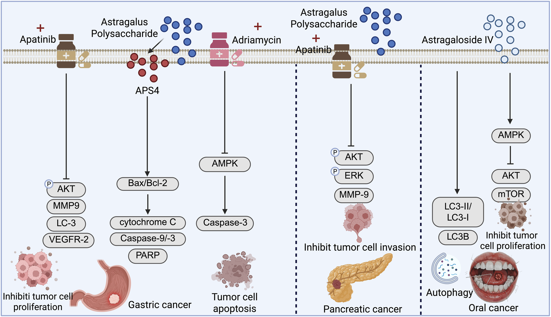Diagram illustrating the effects of Apatinib, Astragalus Polysaccharide, and Astragaloside IV on cancer. In gastric cancer, these substances inhibit tumor cell proliferation via AKT, MMP9, LC3, and VEGFR2 pathways. In tumor cells, they induce apoptosis through Bax/Bcl-2 and caspase pathways. For pancreatic cancer, they inhibit tumor invasion through AKT, ERK, and MMP9 pathways. In oral cancer, tumor proliferation is reduced via autophagy and AMPK pathways. Each section includes relevant cancer type imagery and pathway details.
