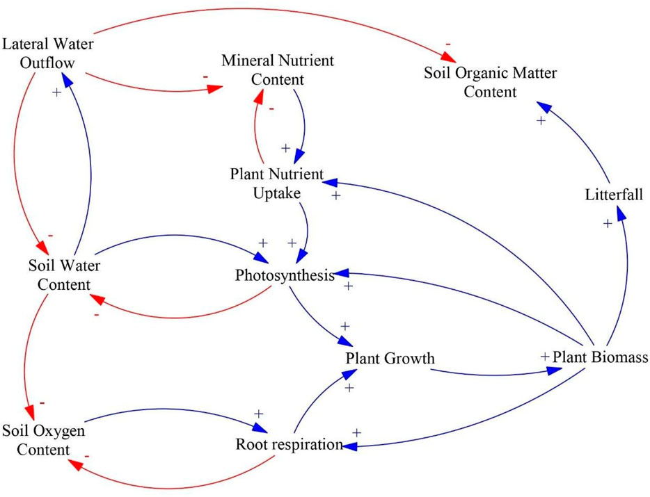 Diagram illustrating the interactions between soil and plant processes. Arrows represent relationships, with plus and minus signs indicating positive and negative effects. Key elements include lateral water outflow, soil water and oxygen content, mineral nutrient content, soil organic matter, plant nutrient uptake, photosynthesis, plant growth, litterfall, root respiration, and plant biomass. Blue arrows indicate positive interactions, while red arrows indicate negative interactions.