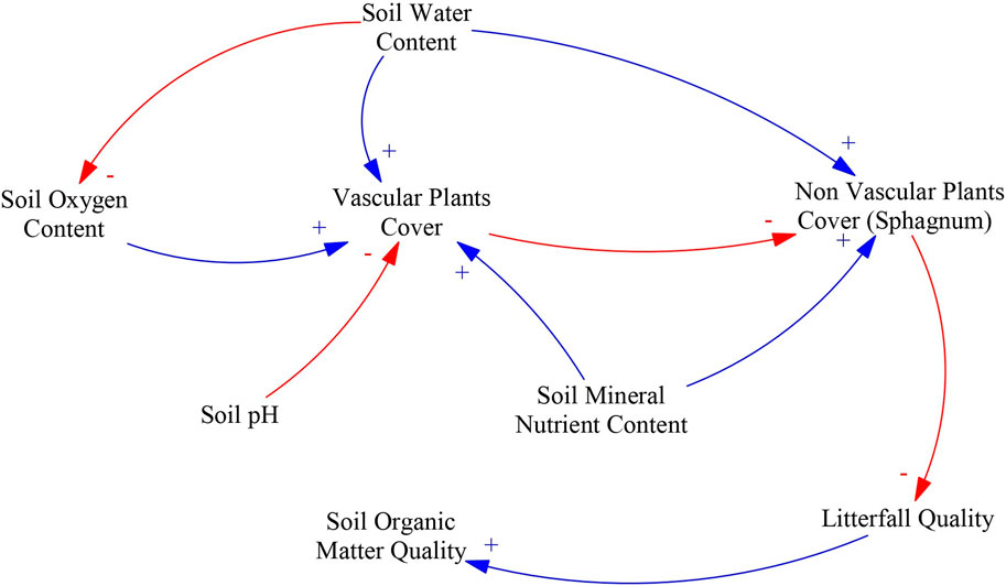 Diagram showing interactions among soil-related variables. Soil oxygen content negatively affects vascular plant cover but positively affects soil pH. Vascular plant cover negatively impacts non-vascular plant cover and soil water content. Non-vascular plants positively influence soil water content and mineral nutrient content, which positively affects soil organic matter quality. Arrows and signs indicate positive (blue) and negative (red) relationships.