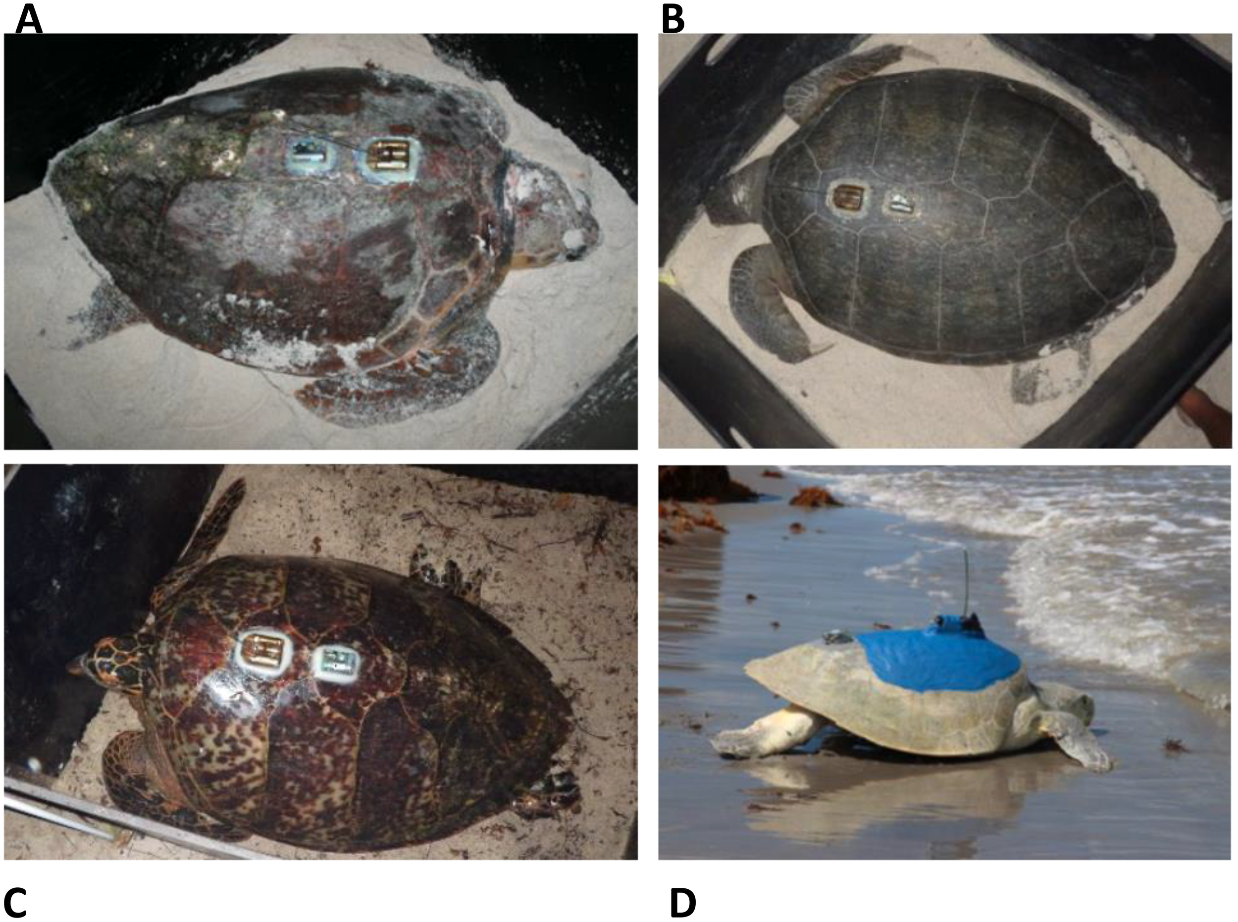 Four turtles, each with a tracking device and an accelerometer on their shells. Image A shows a loggerhead turtle on sand in a corral. Image B has a green sea turtle in a similar setup. Image C features a hawksbill turtle in a corral on the beach. Image D shows a Kemp’s ridley turtle returning to water.