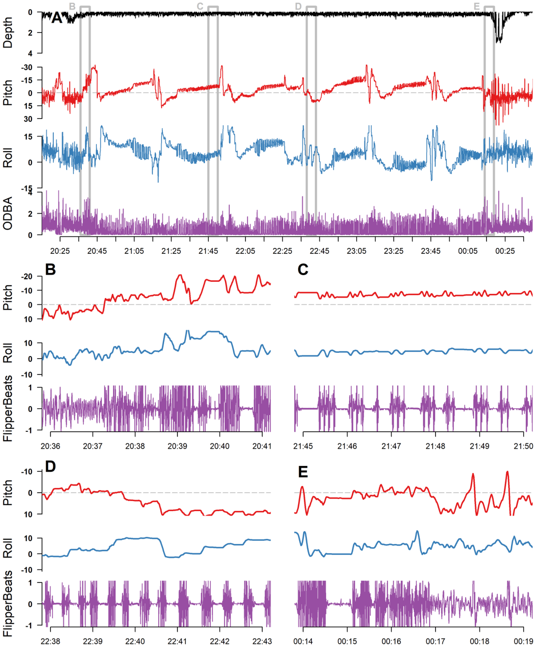 Time-series graphs showing depth, pitch, roll, and ODBA readings for a single female green turtle over time. Section A shows broad trends, while sections B to E focus on more detailed fluctuations in pitch, roll, and flipper beats. Each graph shows color-coded lines indicating different datasets: black for depth, red for pitch, blue for roll, and purple for ODBA or flipper beats. Time intervals are marked at the bottom, helping to analyze patterns and relationships between the different measured parameters.