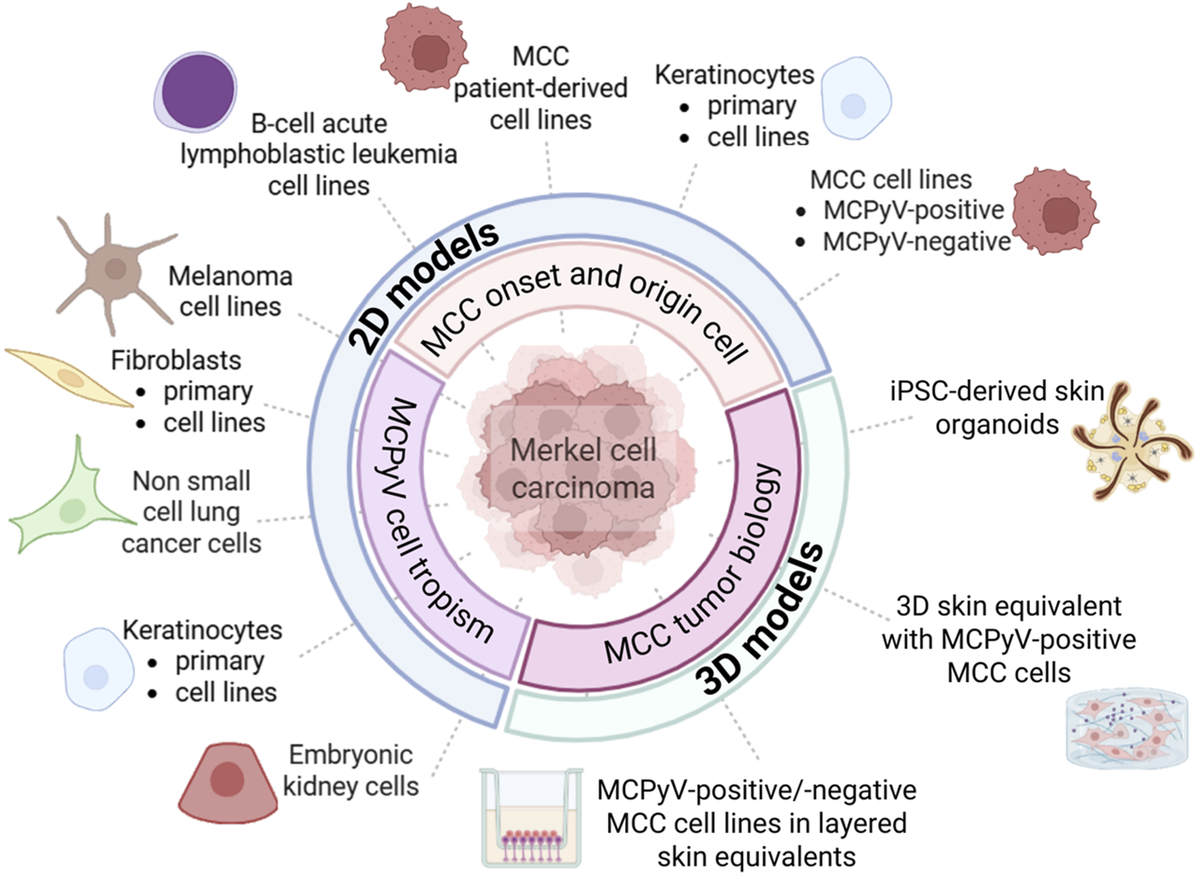 Diagram depicting various cell models developed to study Merkel cell carcinoma (MCC). Both 2D and 3D models have been developed. 2D models include B-cell leukemia, melanoma, fibroblasts, lung cancer cells, as well as MCC patient-derived, and embryonic kidney cells. 3D models feature iPSC-derived skin organoids and 3D skin equivalents with Merkel cell polyomavirus (MCPyV)-positive MCC cells. The central focus is on MCPyV cell tropism and MCC oncogenesis/biology.