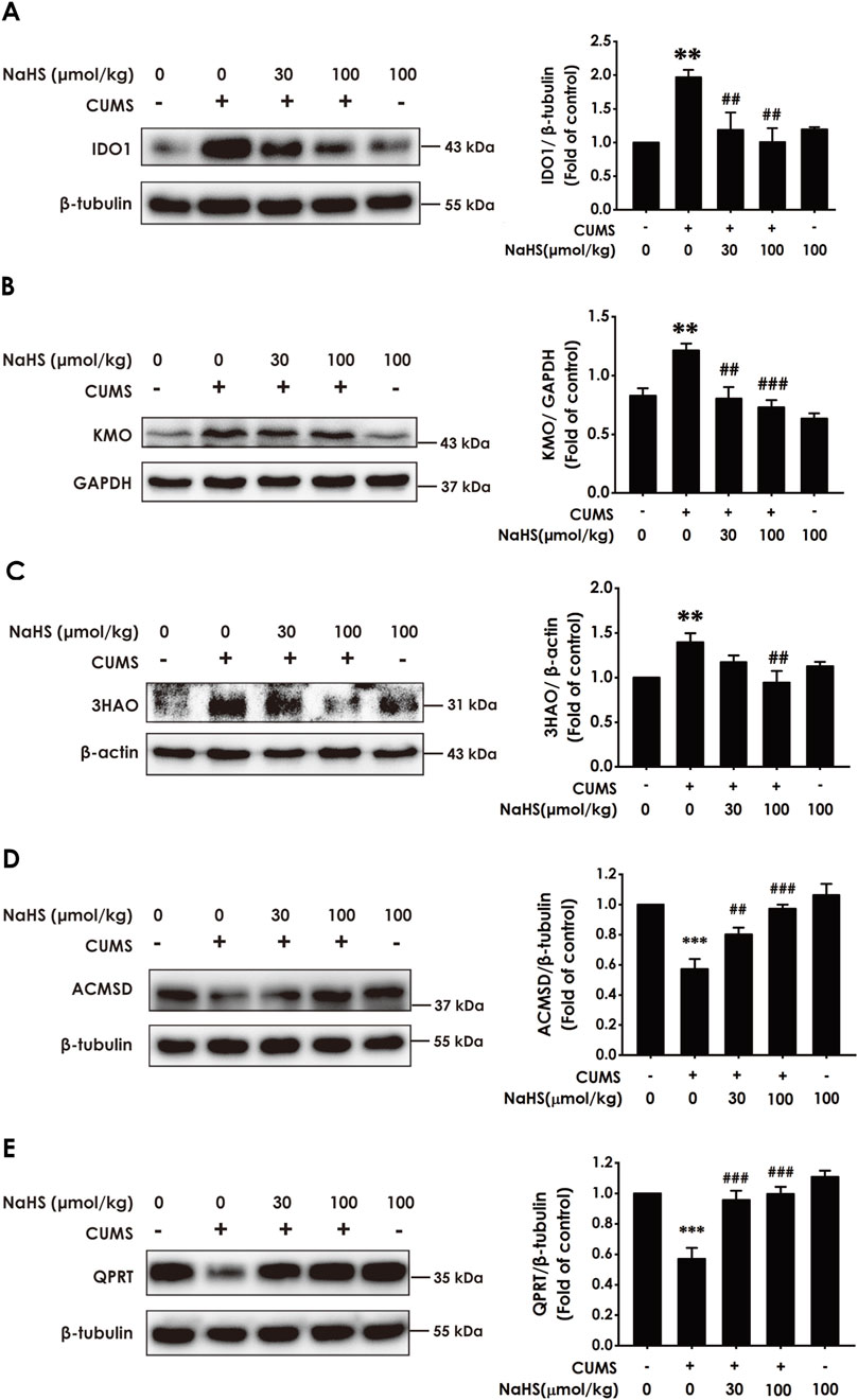 Western blot analysis showing the effects of NaHS on different proteins in the context of chronic unpredictable mild stress (CUMS). Panels A to E present results for IDO1, KMO, 3HAO, ACMSD, and QPRT, respectively. Each panel includes blots and corresponding bar graphs indicating protein expression levels normalized to controls. NaHS is tested at concentrations of 0, 30, and 100 micromoles per kilogram in the presence or absence of CUMS. The results demonstrate varying impacts of NaHS on protein expression, with significant differences marked by asterisks and hashes.