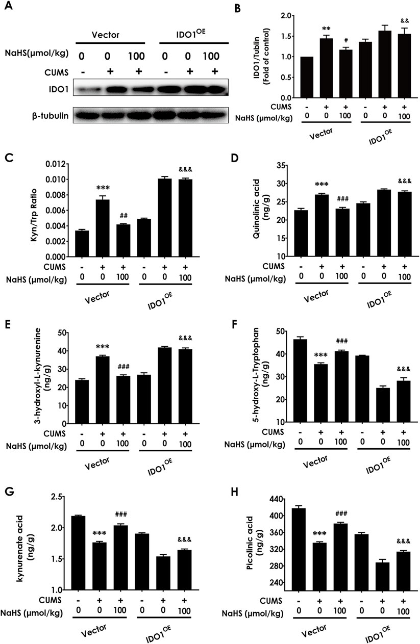 Western blot and bar graphs analyze the impact of NaHS on IDO1 expression and several metabolites in CUMS-induced conditions. Panel A shows IDO1 protein levels. Panels B to H present bar graphs of IDO1/tubulin ratios, kynurenine/tryptophan ratios, quinolinic acid, 3-hydroxy-L-kynurenine, 5-hydroxy-L-tryptophan, kynurenate acid, and picolinic acid, respectively. Groups are treated with vector or IDO1 overexpression plasmid, CUMS, and varying NaHS doses. Significant variations are marked by symbols for statistical differences.