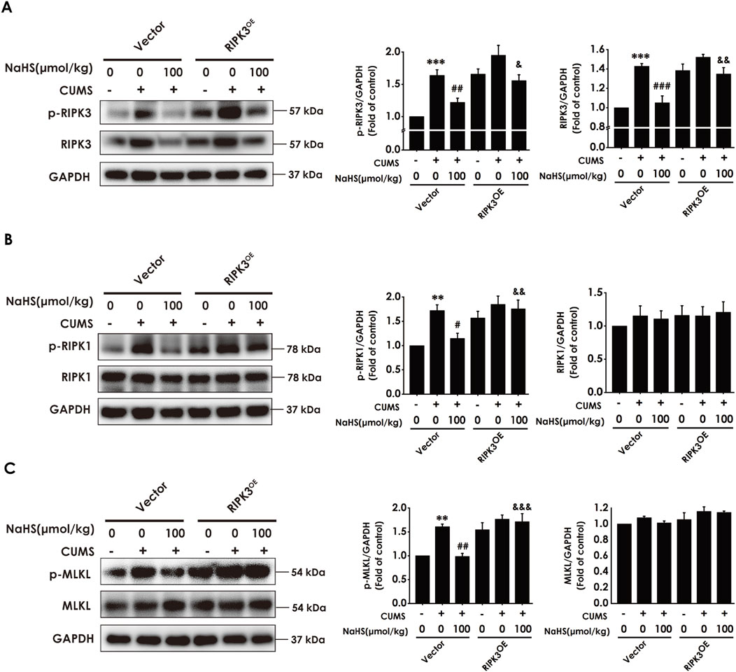 Western blot analysis displays protein expression levels in three panels: A, B, and C. Each panel features various proteins, compared under conditions with or without NaHS and CUMS for both vector and RIPK3^OE groups. Protein bands include p-RIPK3, RIPK3, p-RIPK1, RIPK1, p-MLKL, MLKL, and GAPDH, with corresponding bar graphs for densitometric analysis on the right. Statistical significance is indicated by symbols such as asterisks and hashtags.