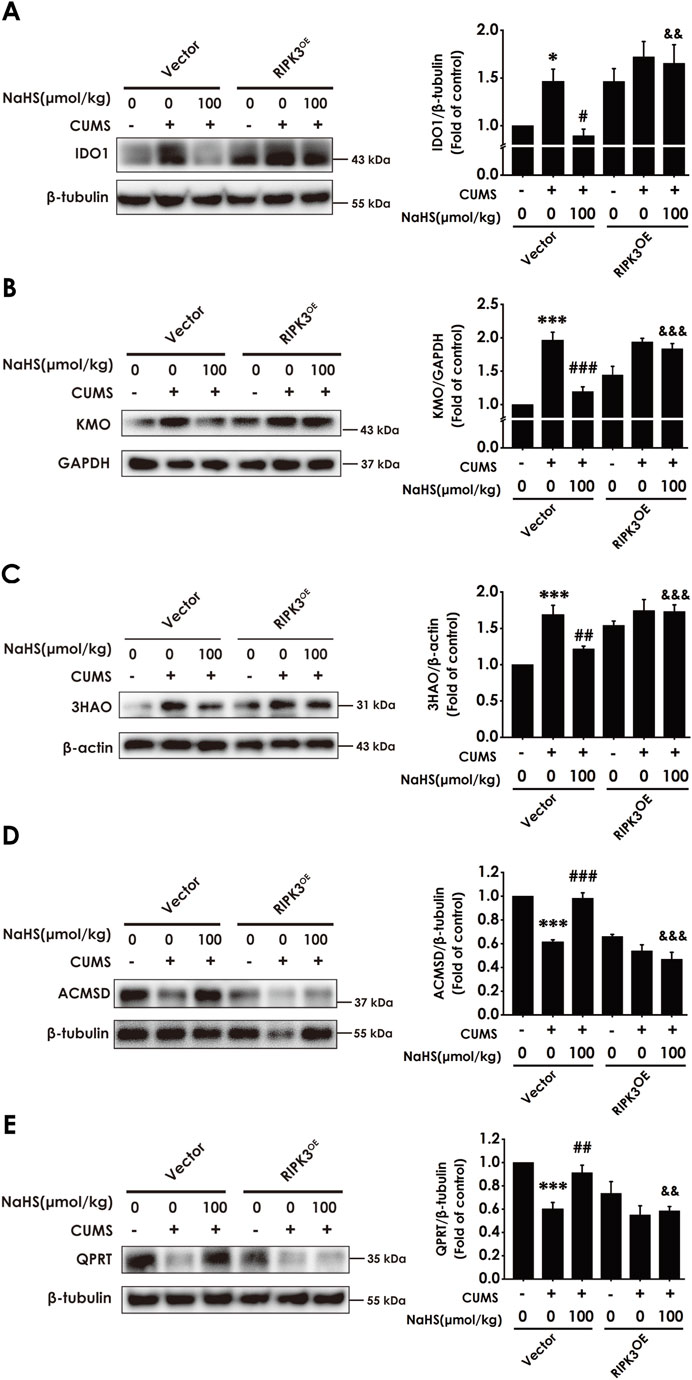 Five-panel Western blot analysis showing protein levels under different conditions. Panels A to E depict results for IDO1, KMO, 3HAO, ACMSD, and QPRT proteins, respectively, against β-tubulin or GAPDH as controls. Each panel compares protein expression for Vector and RIPK3^OE with NaHS treatment at doses of 0 or 100 µmol/kg, with or without CUMS. Corresponding bar graphs indicate fold changes relative to control, showing statistical significance with asterisks or hash symbols. Bands and graphs demonstrate differential protein expression influenced by the treatment conditions.