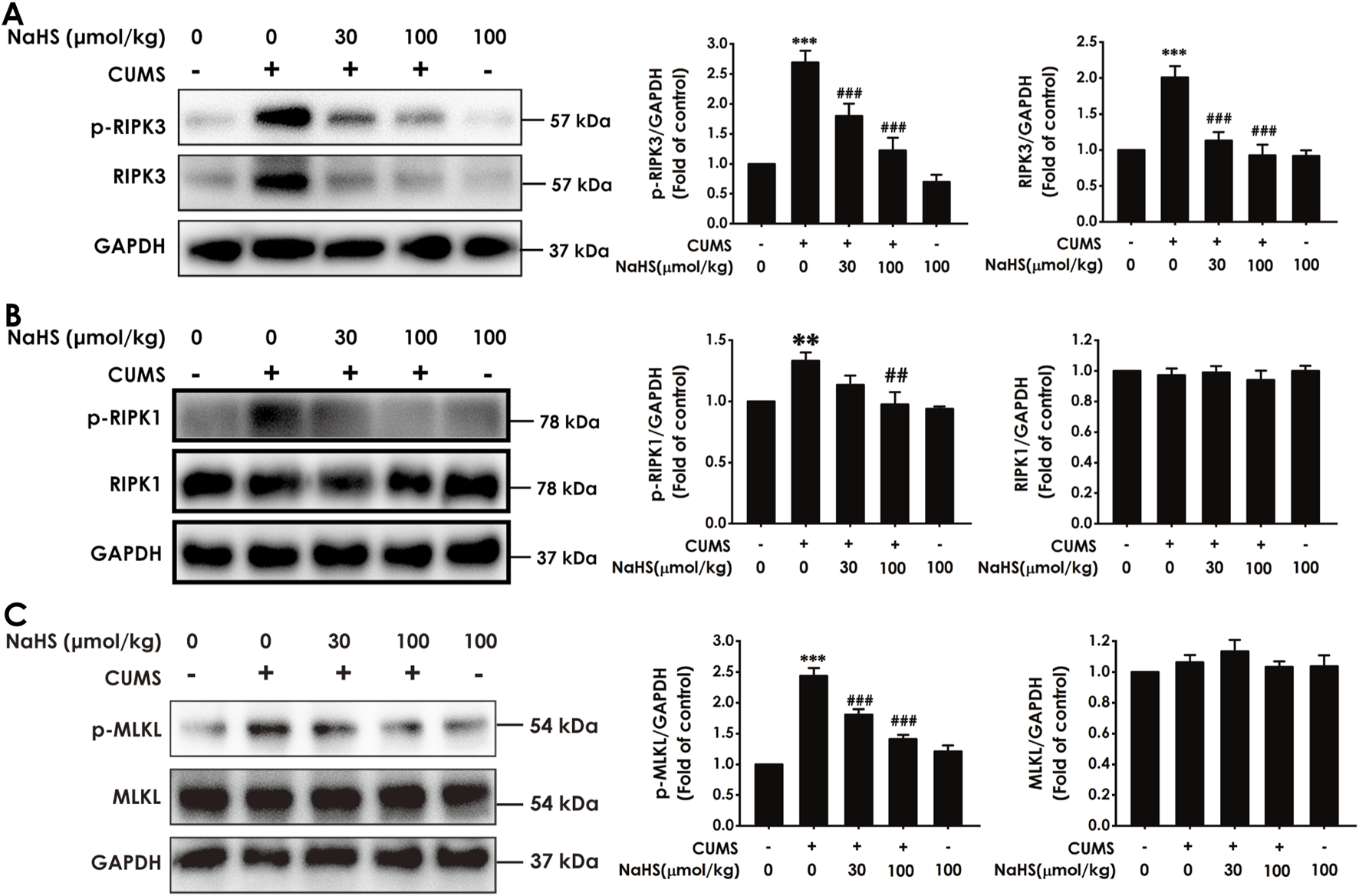 Western blot analysis and bar graphs showing the effects of NaHS on phosphorylated RIPK3, RIPK1, and MLKL levels in the context of chronic unpredictable mild stress (CUMS). (A) p-RIPK3 and RIPK3 levels with GAPDH as a control, including associated bar graphs. (B) p-RIPK1 and RIPK1 levels, with corresponding graphs. (C) p-MLKL and MLKL levels, with graphs. Each panel displays results for different NaHS concentrations with and without CUMS, using GAPDH as a loading control. Statistical significance is indicated.