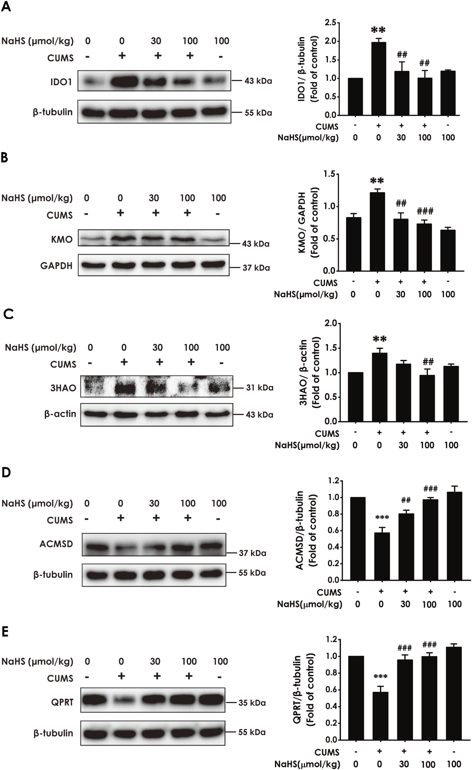 Western blot analysis showing the effects of NaHS on different proteins in the context of chronic unpredictable mild stress (CUMS). Panels A to E present results for IDO1, KMO, 3HAO, ACMSD, and QPRT, respectively. Each panel includes blots and corresponding bar graphs indicating protein expression levels normalized to controls. NaHS is tested at concentrations of 0, 30, and 100 micromoles per kilogram in the presence or absence of CUMS. The results demonstrate varying impacts of NaHS on protein expression, with significant differences marked by asterisks and hashes.
