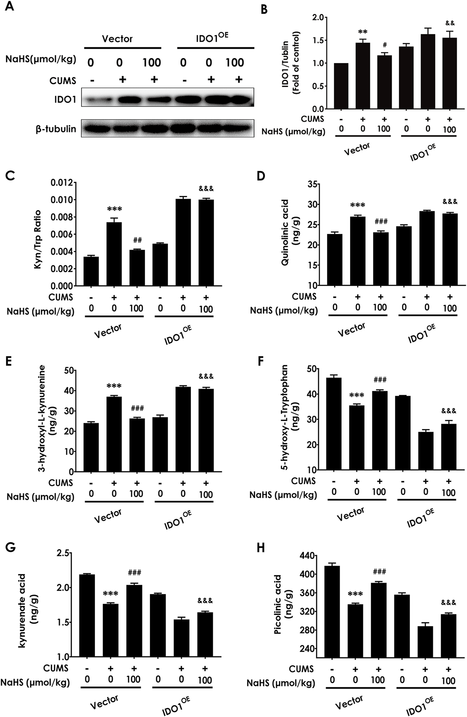 Western blot and bar graphs analyze the impact of NaHS on IDO1 expression and several metabolites in CUMS-induced conditions. Panel A shows IDO1 protein levels. Panels B to H present bar graphs of IDO1/tubulin ratios, kynurenine/tryptophan ratios, quinolinic acid, 3-hydroxy-L-kynurenine, 5-hydroxy-L-tryptophan, kynurenate acid, and picolinic acid, respectively. Groups are treated with vector or IDO1 overexpression plasmid, CUMS, and varying NaHS doses. Significant variations are marked by symbols for statistical differences.
