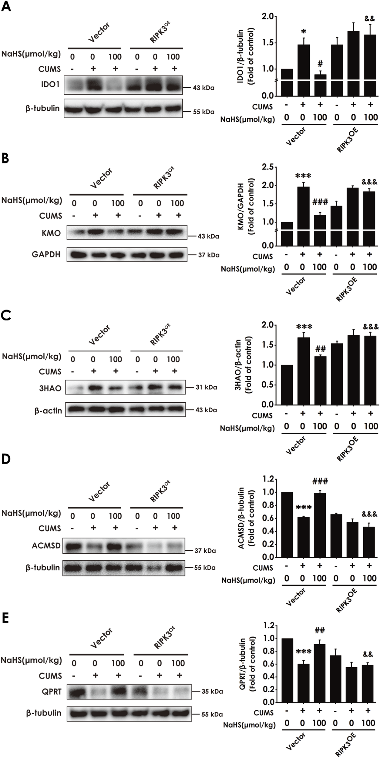 Five-panel Western blot analysis showing protein levels under different conditions. Panels A to E depict results for IDO1, KMO, 3HAO, ACMSD, and QPRT proteins, respectively, against β-tubulin or GAPDH as controls. Each panel compares protein expression for Vector and RIPK3^OE with NaHS treatment at doses of 0 or 100 µmol/kg, with or without CUMS. Corresponding bar graphs indicate fold changes relative to control, showing statistical significance with asterisks or hash symbols. Bands and graphs demonstrate differential protein expression influenced by the treatment conditions.