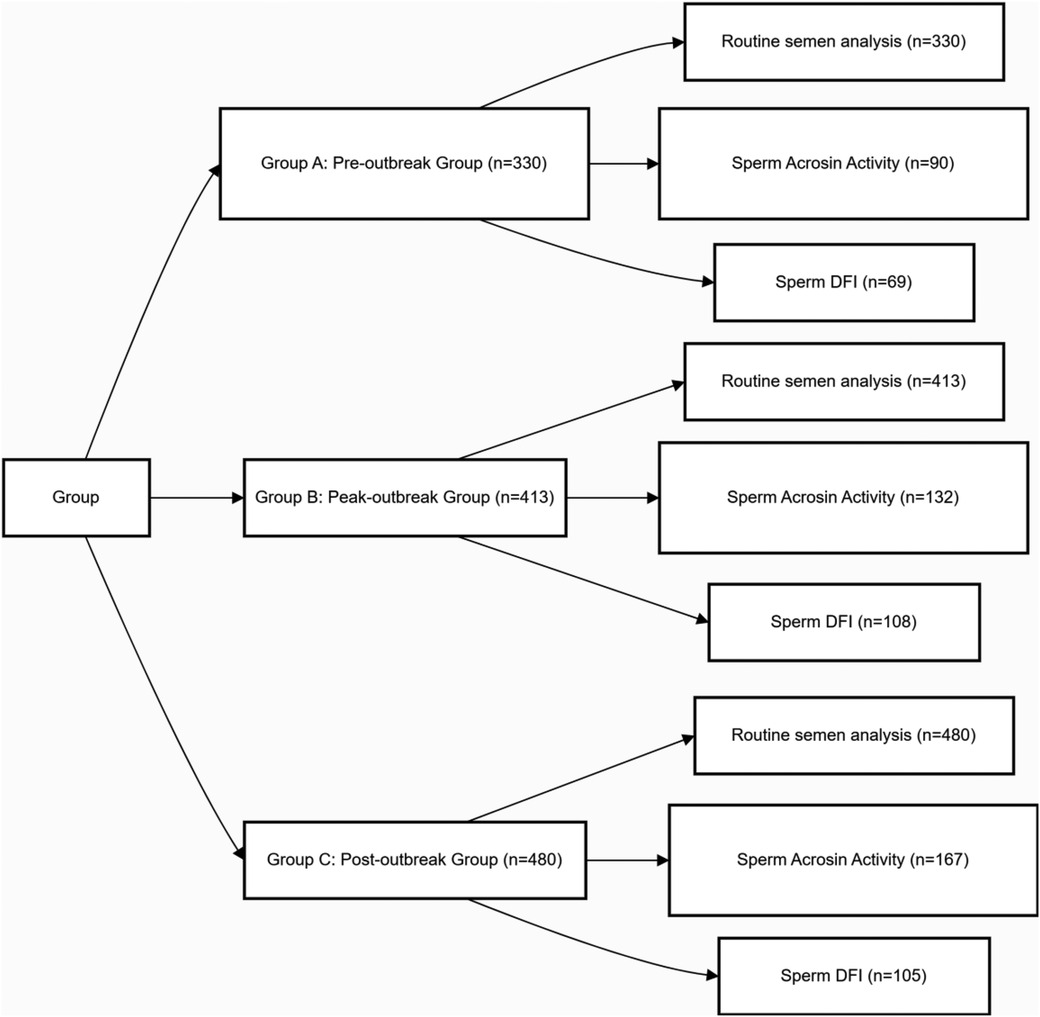 Flowchart illustrating the division of participants into three groups: Pre-outbreak (n=330), Peak-outbreak (n=413), and Post-outbreak (n=480). Each group is further analyzed by three categories: Routine semen analysis, Sperm Acrosin Activity, and Sperm DNA Fragmentation Index (DFI) with respective sample sizes.