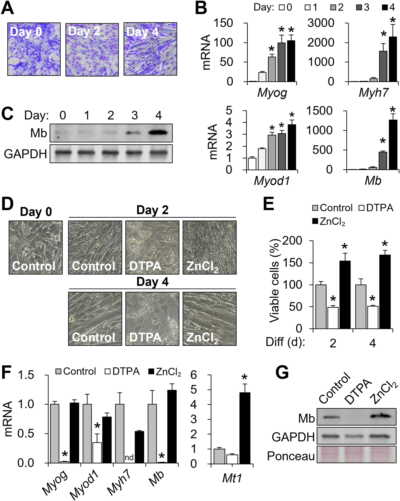 Panels displaying experimental data on cell differentiation and gene expression. (A) Microscopy images show morphological changes on days 0, 2, and 4. (B) Bar graphs indicate mRNA expression levels for Myog, Myh7, Myod1, and Mb across four days. (C) Western blot for Mb and GAPDH over five days. (D) Cell morphology images under control, DTPA, and ZnCl₂ conditions on days 0, 2, and 4. (E) Bar graph of viable cell percentages for different treatments. (F) mRNA levels for Myog, Myod1, Myh7, Mb, and Mt1 under various treatments. (G) Western blot analysis of Mb, GAPDH, and Ponceau under control, DTPA, and ZnCl₂ conditions.