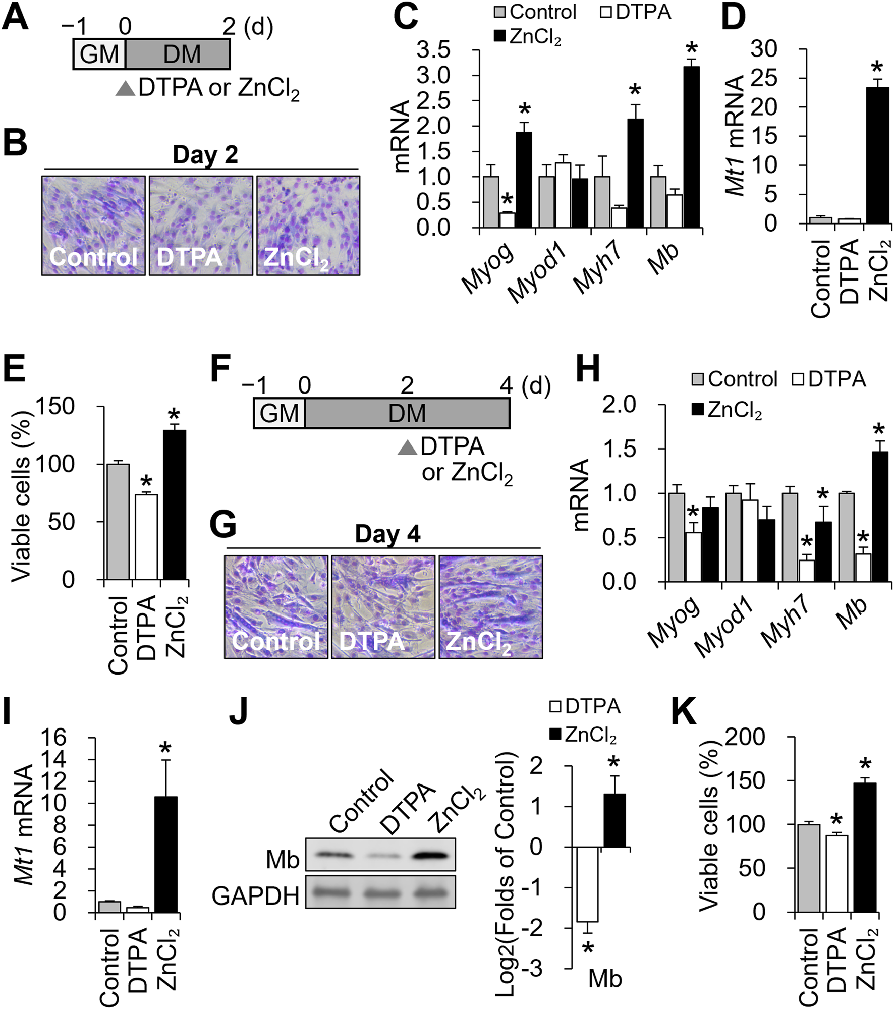 A scientific figure displays experimental data on the effects of DTPA and ZnCl₂ on cells. Panel A shows a timeline of treatments. Panels B and G present microscopy images at Day 2 and Day 4, respectively, showing cells under control, DTPA, and ZnCl₂ conditions. Panels C, D, H, and I display bar graphs of mRNA levels for various genes, with ZnCl₂ treatment showing significant increases in some genes. Panels E and K show bar graphs of cell viability, suggesting a higher percentage in ZnCl₂ treatment. Panel J shows a Western blot for Mb and a graph of its expression. Asterisks indicate statistical significance.