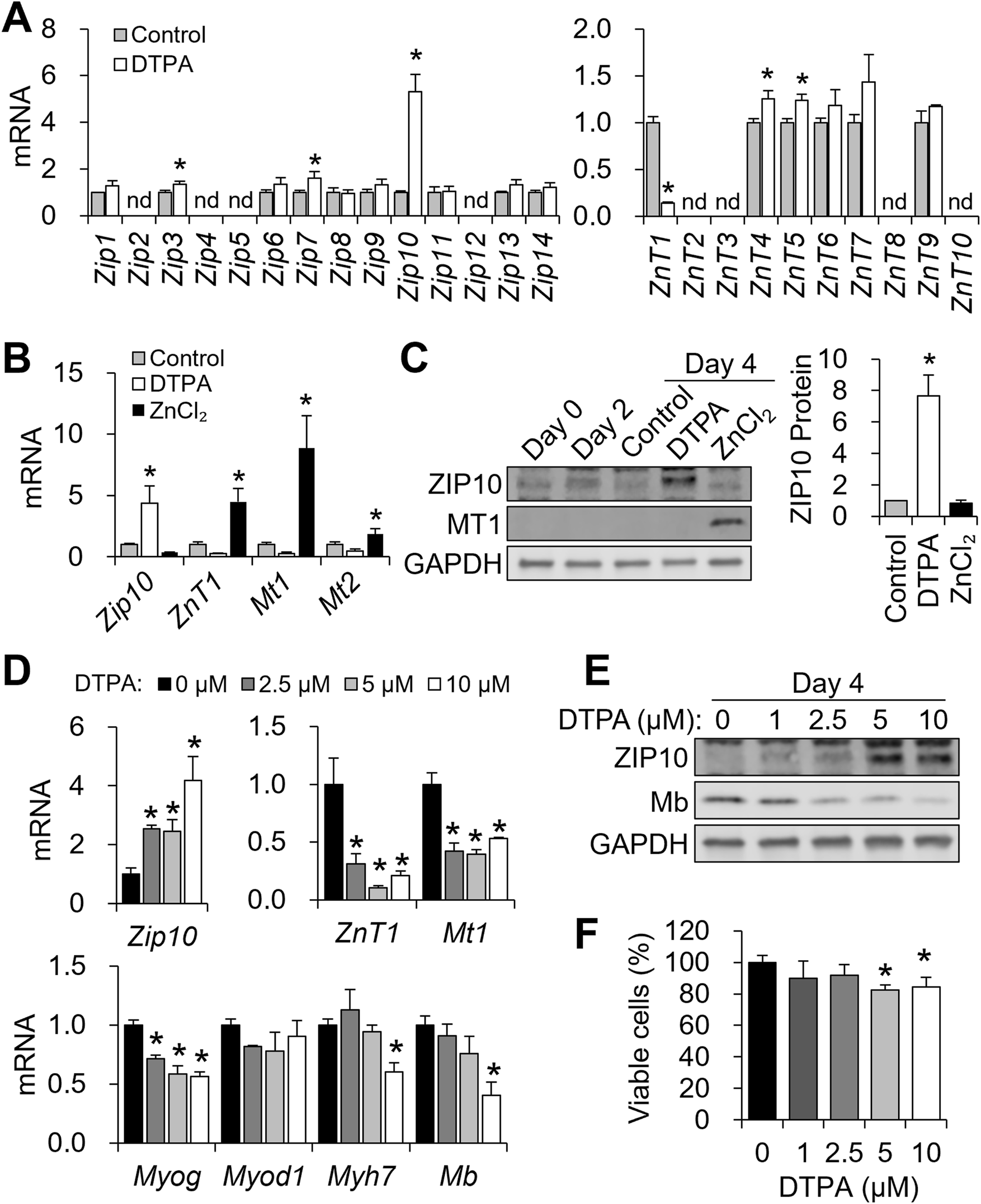 Graphical data showing mRNA expression, protein levels, and cell viability under different conditions. Panel A displays bar graphs comparing mRNA levels of different zip and ZnT genes under control and DTPA treatments. Panel B shows mRNA levels of Zip10, ZnT1, Mt1, and Mt2 under control, DTPA, and ZnCl2 treatments. Panel C presents Western blots for ZIP10, MT1, and GAPDH across different days and treatments, with corresponding ZIP10 protein quantification. Panel D shows mRNA expression of genes like Zip10 and Myog across varying DTPA concentrations. Panel E presents Western blots for ZIP10, Mb, and GAPDH at different DTPA concentrations. Panel F shows the percentage of viable cells across DTPA treatments. Asterisks denote significant differences.