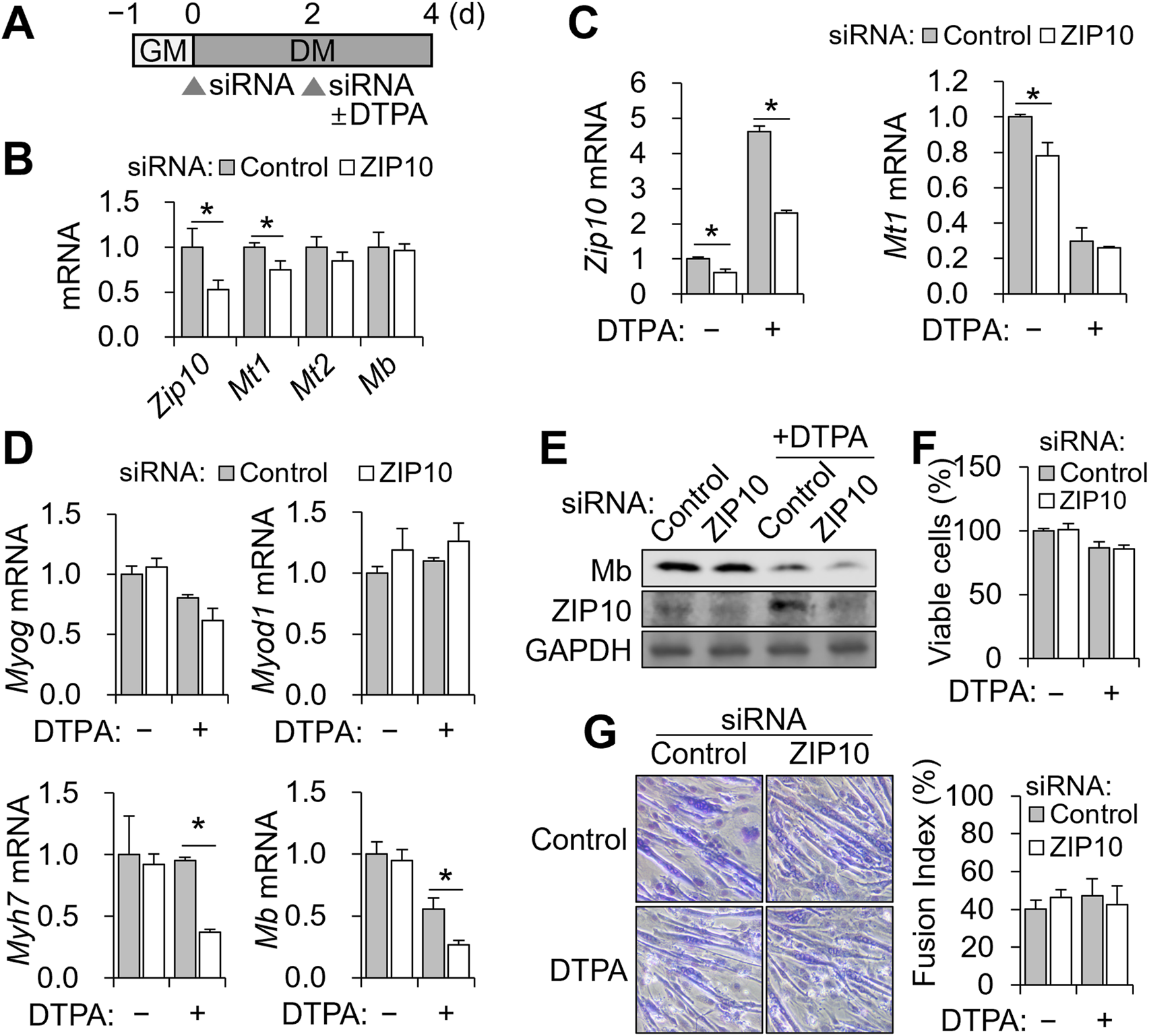 A scientific figure with multiple panels analyzing the effect of ZIP10 on mRNA and protein levels. Panel A shows an experimental timeline. Panel B presents a bar graph comparing mRNA levels of different genes, with significant differences marked. Panel C shows increased Zip10 and Mt1 mRNA with DTPA treatment. Panel D illustrates Myog, Myod1, Myh7, and Mb mRNA levels, noting significant changes with DTPA. Panel E displays a blot analysis for Mb, ZIP10, and GAPDH proteins. Panel F shows a bar graph of cell viability percentages. Panel G includes microscope images and a bar graph for fusion index, comparing control and ZIP10.