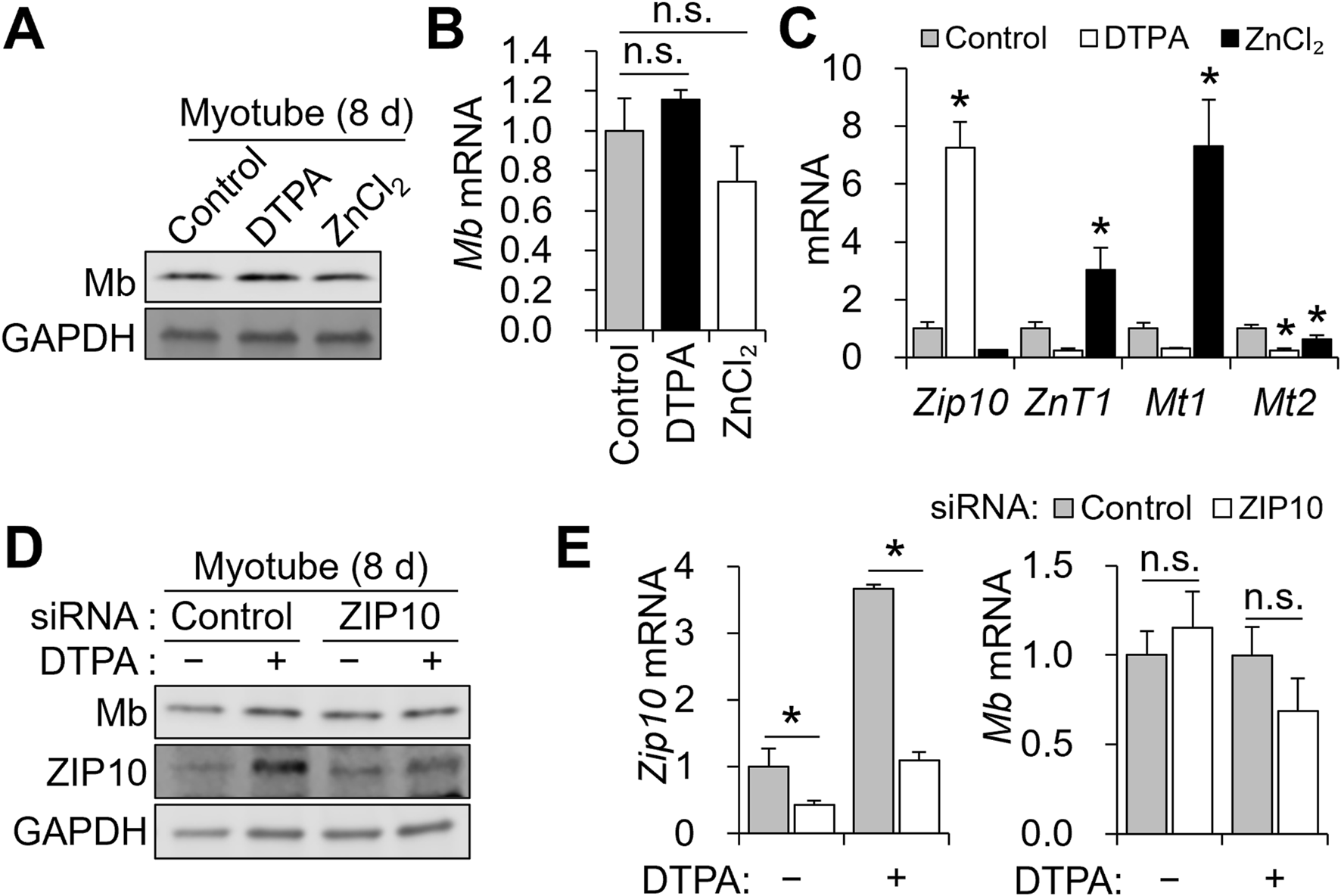 Western blot and bar graphs depicting the effects of DTPA and ZnCl₂ treatments on myotube cells over eight days. Panel A shows protein expression levels of Mb and GAPDH under control, DTPA, and ZnCl₂ conditions. Panel B and E display mRNA levels of Mb and Zip10 under similar conditions, with statistical significance marked. Panel C illustrates mRNA levels of Zip10, ZnT1, Mt1, and Mt2. Panel D shows protein expression with and without siRNA for ZIP10 and DTPA treatment. Results indicate variations in gene and protein expression upon different treatments.