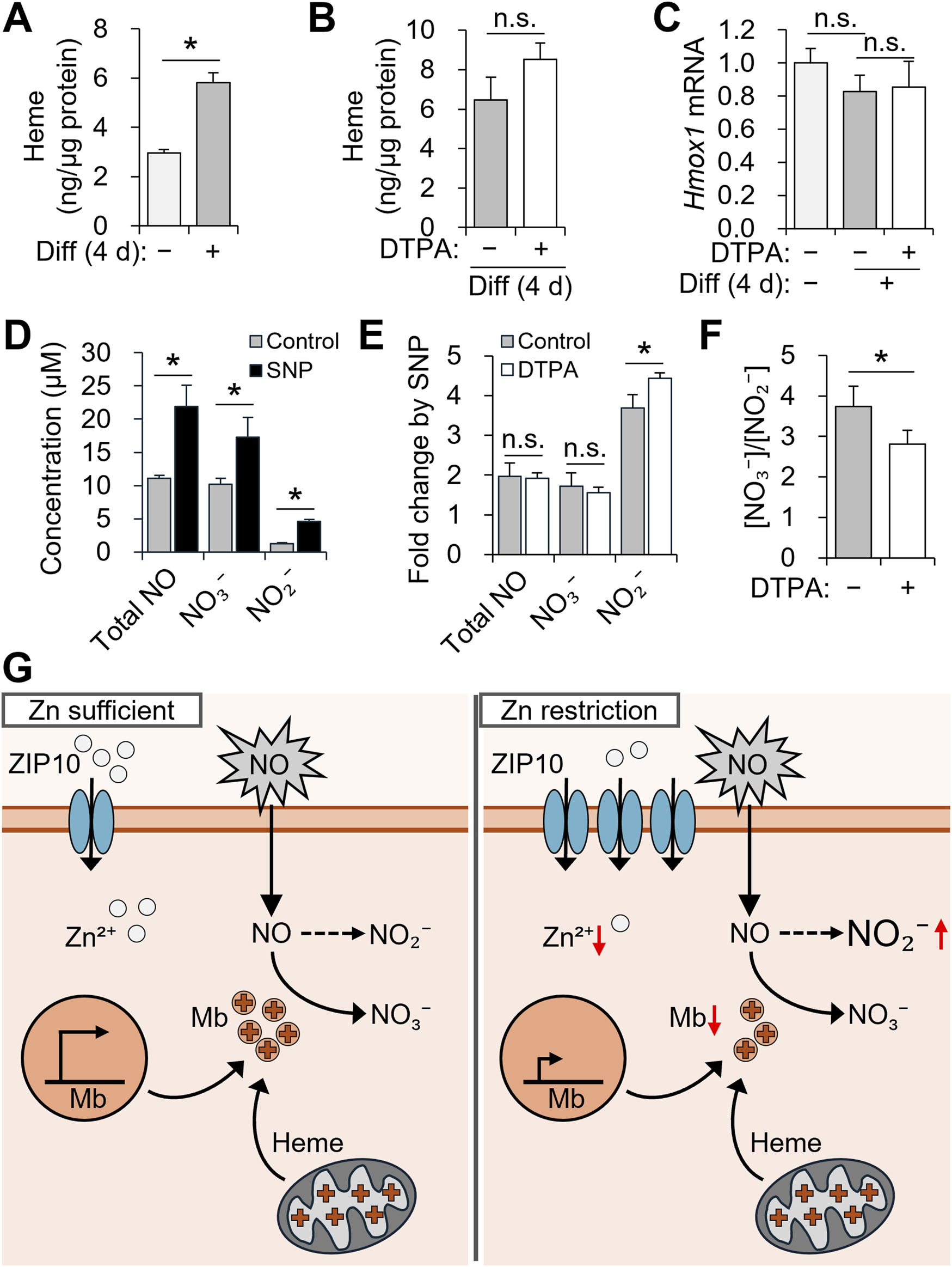 Graphs and a diagram analyze the effects of differentiation and DTPA on heme levels, \(Hmox1\) mRNA, and nitric oxide (NO) concentrations. A-F show bar graphs with statistical markers comparing conditions such as differentiation for four days, with and without DTPA, and the presence of SNP. G illustrates zinc sufficiency versus restriction in cellular processes, involving ZIP10 transporters, and changes in NO and heme metabolism.