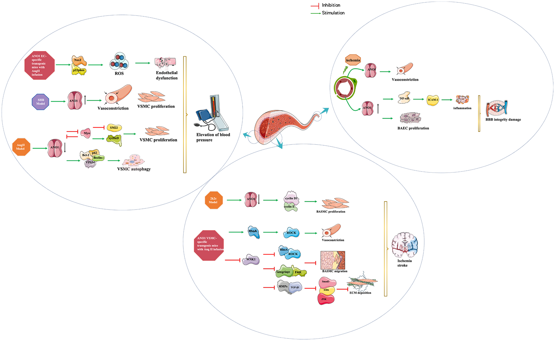 Diagram illustrating the effects of ANO1 on vascular and blood-brain barrier functions. It shows pathways of inhibition and stimulation within three models: SHR, AngII, and 2k2c, highlighting ANO1's role in processes like endothelial dysfunction, VSMC proliferation, vasoconstriction, ischemia, and inflammation, leading to blood pressure elevation and stroke.