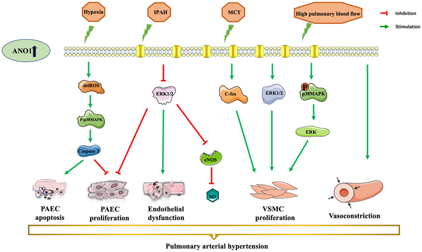 Diagram illustrating the mechanisms leading to pulmonary arterial hypertension. ANO1 upregulation and factors like hypoxia, IPAH, MCT, and high pulmonary blood flow influence mtROS, ERK1/2, C-fos, and P-p38MAPK. These affect PAEC apoptosis, proliferation, endothelial dysfunction, VSMC proliferation, and vasoconstriction through pathways of stimulation (green arrows) and inhibition (red arrows).