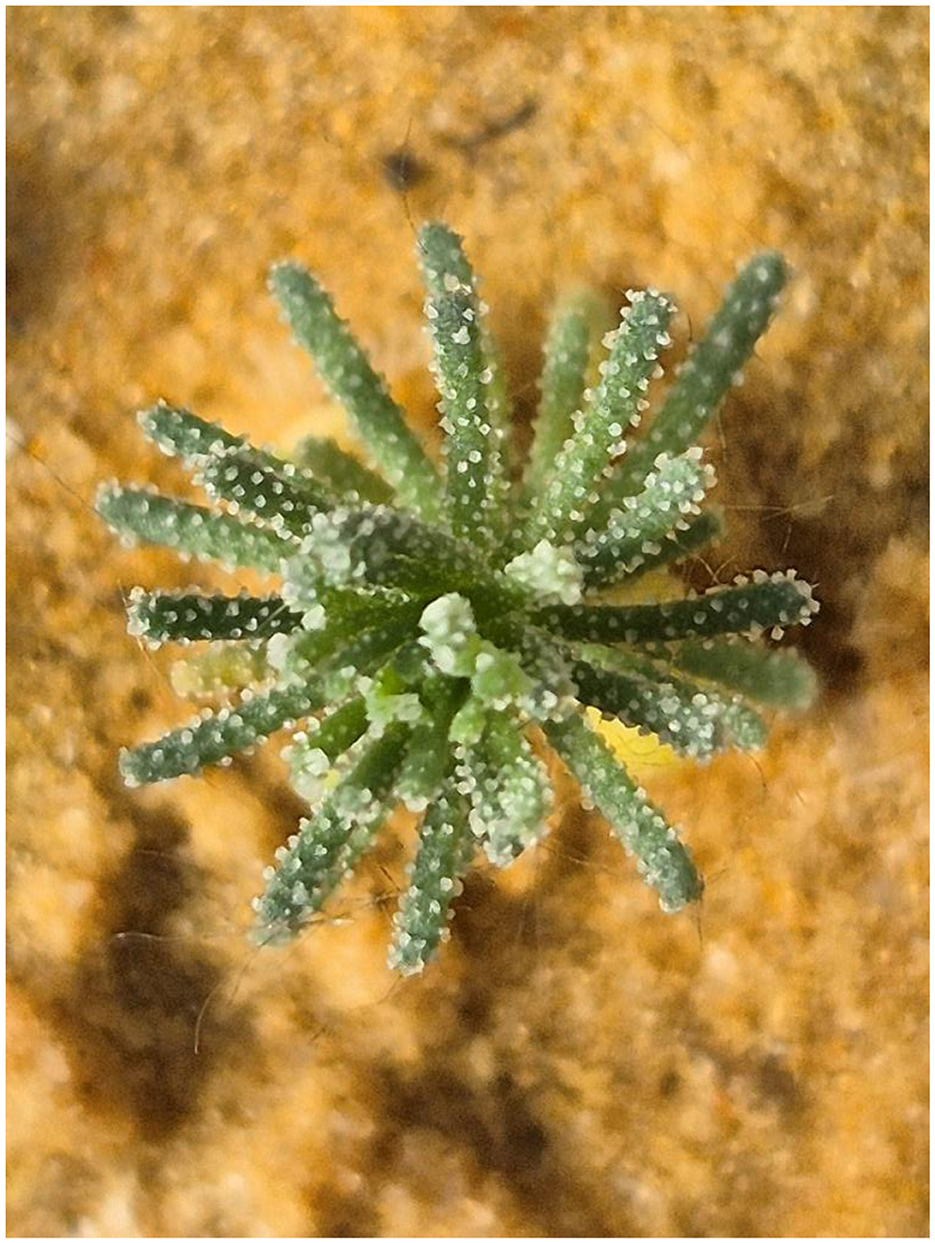 Close-up of a green succulent plant with fleshy, elongated leaves covered in small white particles, set against an orange, textured background.