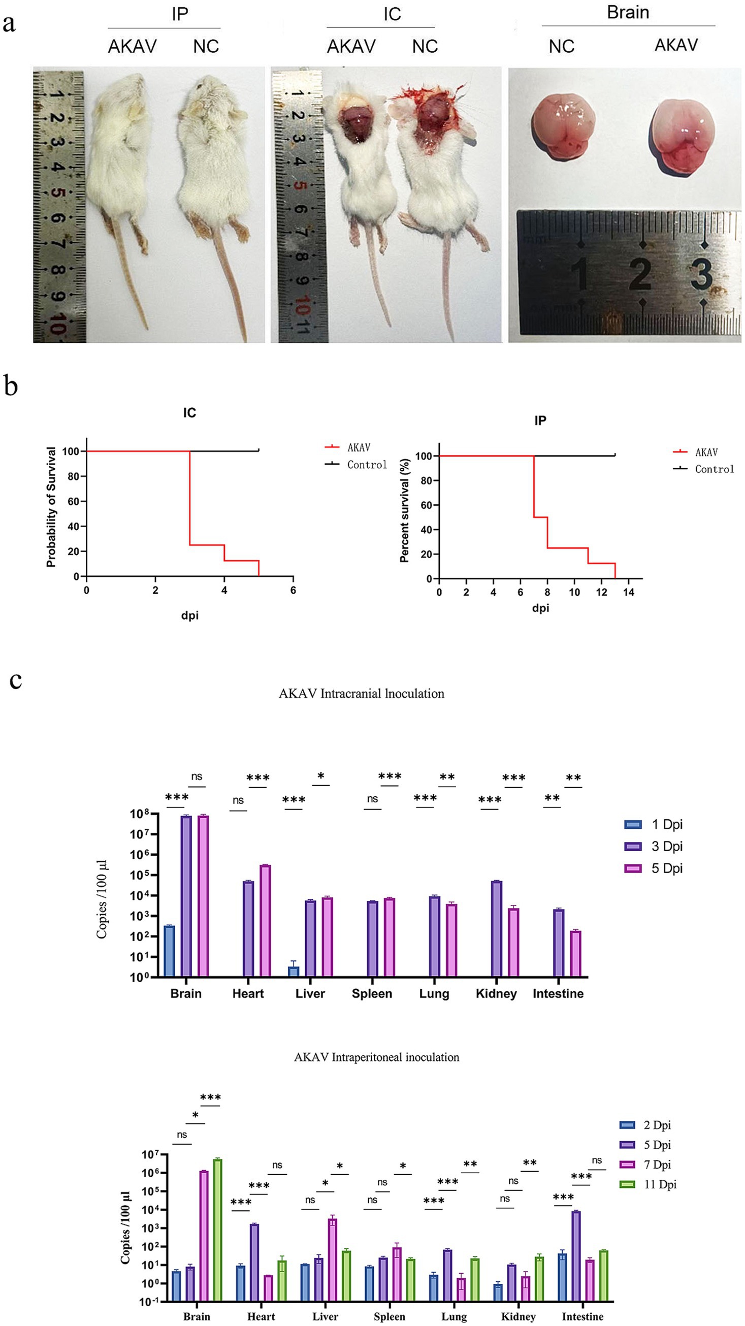 Panel a shows photographs of mice subjected to Akabane virus (AKAV) and control (NC) treatments, displaying differences in appearance after intraperitoneal (IP) and intracranial (IC) inoculations. Panel b consists of survival graphs comparing the probability of survival over days post-inoculation (dpi) for AKAV and control groups, with AKAV groups showing reduced survival. Panel c presents bar graphs illustrating AKAV viral copies in various organs at different time points post-inoculation, highlighting variations in viral load.
