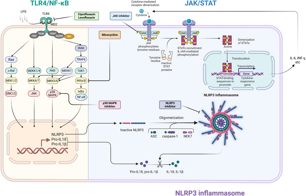 Diagram illustrating the TLR4/NF-kB and JAK/STAT signaling pathways. The left section shows TLR4 activation by LPS leads to various kinase activations including ERK1/2 and NF-kB. Minocycline inhibits cytokine production. The right section shows cytokine-induced JAK phosphorylation leading to STAT activation and translocation for transcription, producing cytokines like IL-6. In the bottom section, the NLRP3 inflammasome activation process includes oligomerization and the formation of active IL-1β. Inhibitors for JAK, p38 MAPK, and NLRP3 are highlighted.
