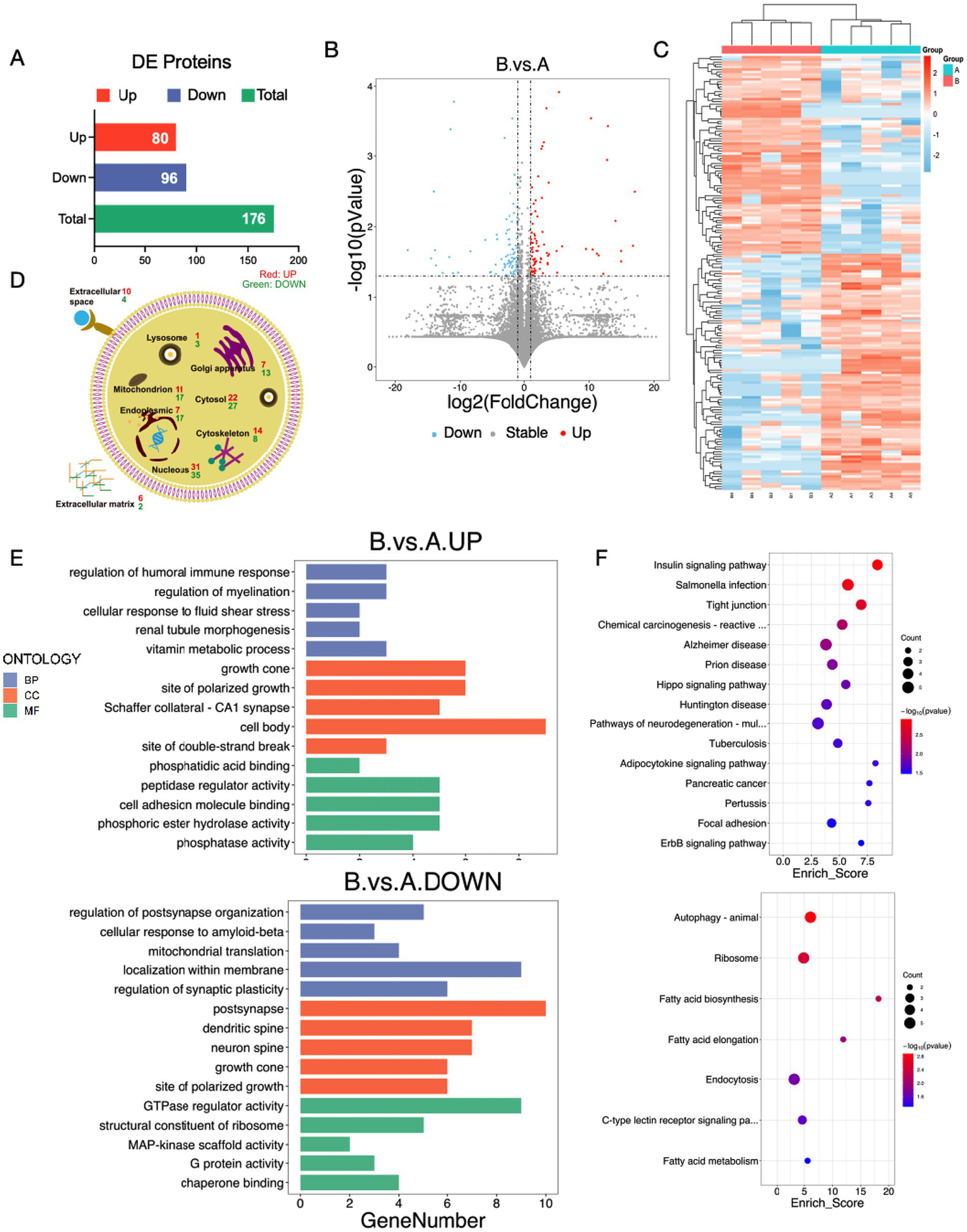Composite image showing biological data analysis. (A) Bar chart of differentially expressed proteins: 80 upregulated, 96 downregulated, totaling 176. (B) Volcano plot with log2 fold change and significance; points color-coded for downregulated, stable, and upregulated proteins. (C) Heatmap clustering groups A and B with color gradation. (D) Diagram of protein locations in a cell: extracellular, cytosol, mitochondrion, etc. (E) Bar plots for B vs. A gene ontology: cellular processes categorized as biological process, cellular component, and molecular function. (F) Dot plots for pathway enrichment scores, highlighting pathways like insulin signaling and autophagy.