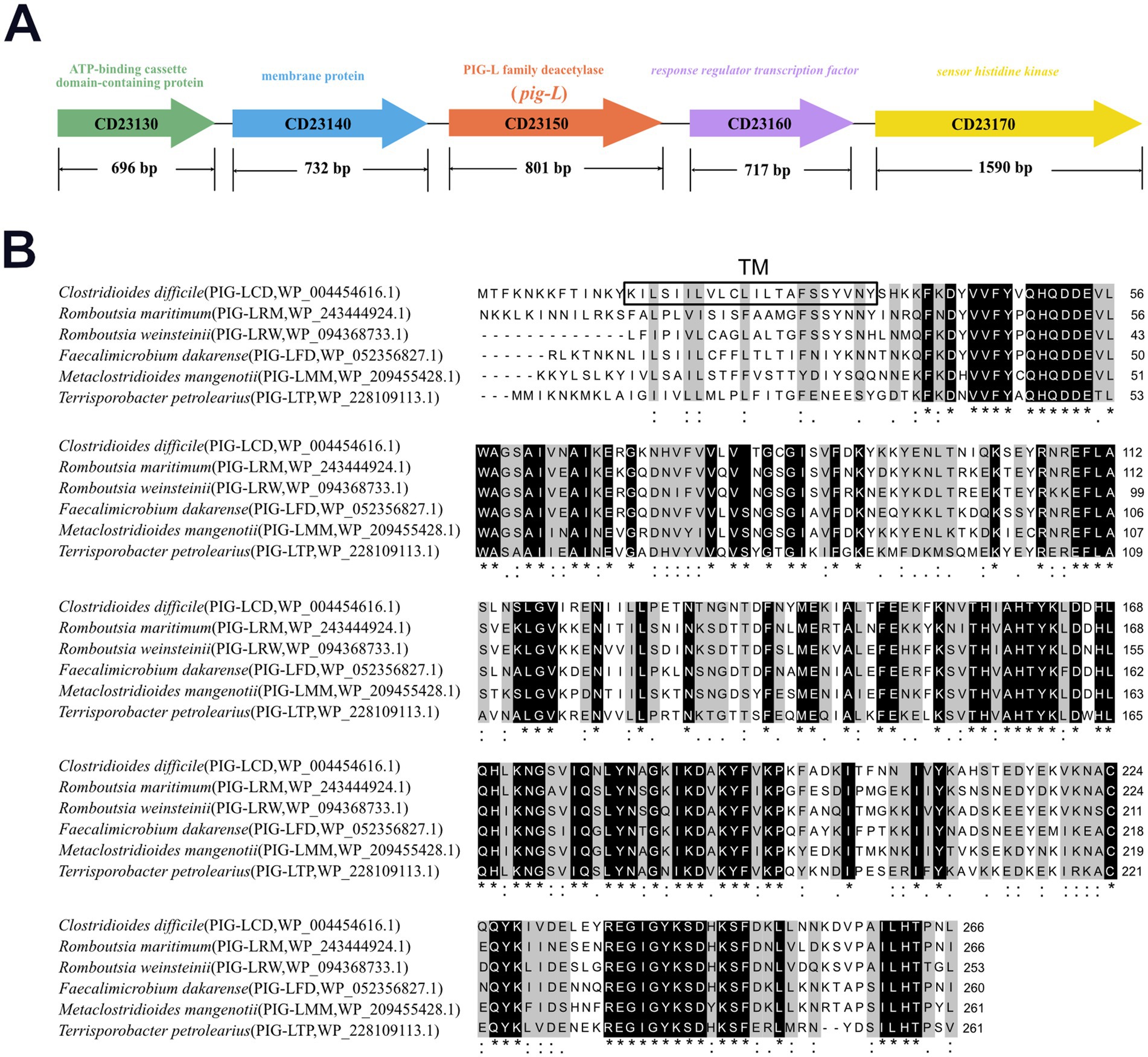 Diagram and sequence alignment. Panel A shows a gene cluster map with color-coded arrows indicating five genes: CD23130 (green), CD23140 (blue), CD23150 (orange), CD23160 (purple), and CD23170 (yellow) with their base pair lengths. Panel B displays a sequence alignment of six bacterial species, showing conserved and variable regions highlighted in shades of gray and black, and indicated by lines and symbols below the sequences for conservation.