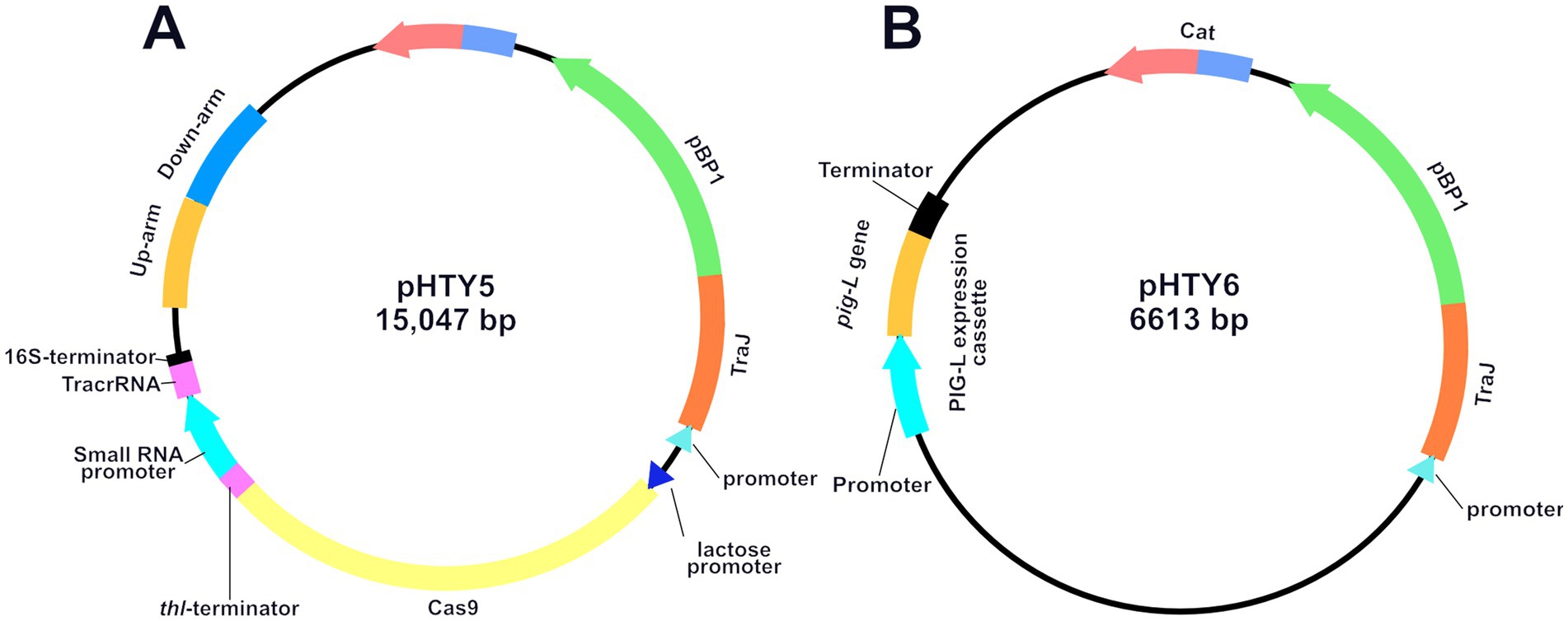 Diagram showing two DNA plasmid maps labeled A and B. A represents pHTY5, 15,047 base pairs long, with segments for TracrRNA, Cas9, and promoters. B represents pHTY6, 6,613 base pairs long, with features such as the pig-L gene and expression cassette. Each plasmid includes labeled components with different color-coded segments.