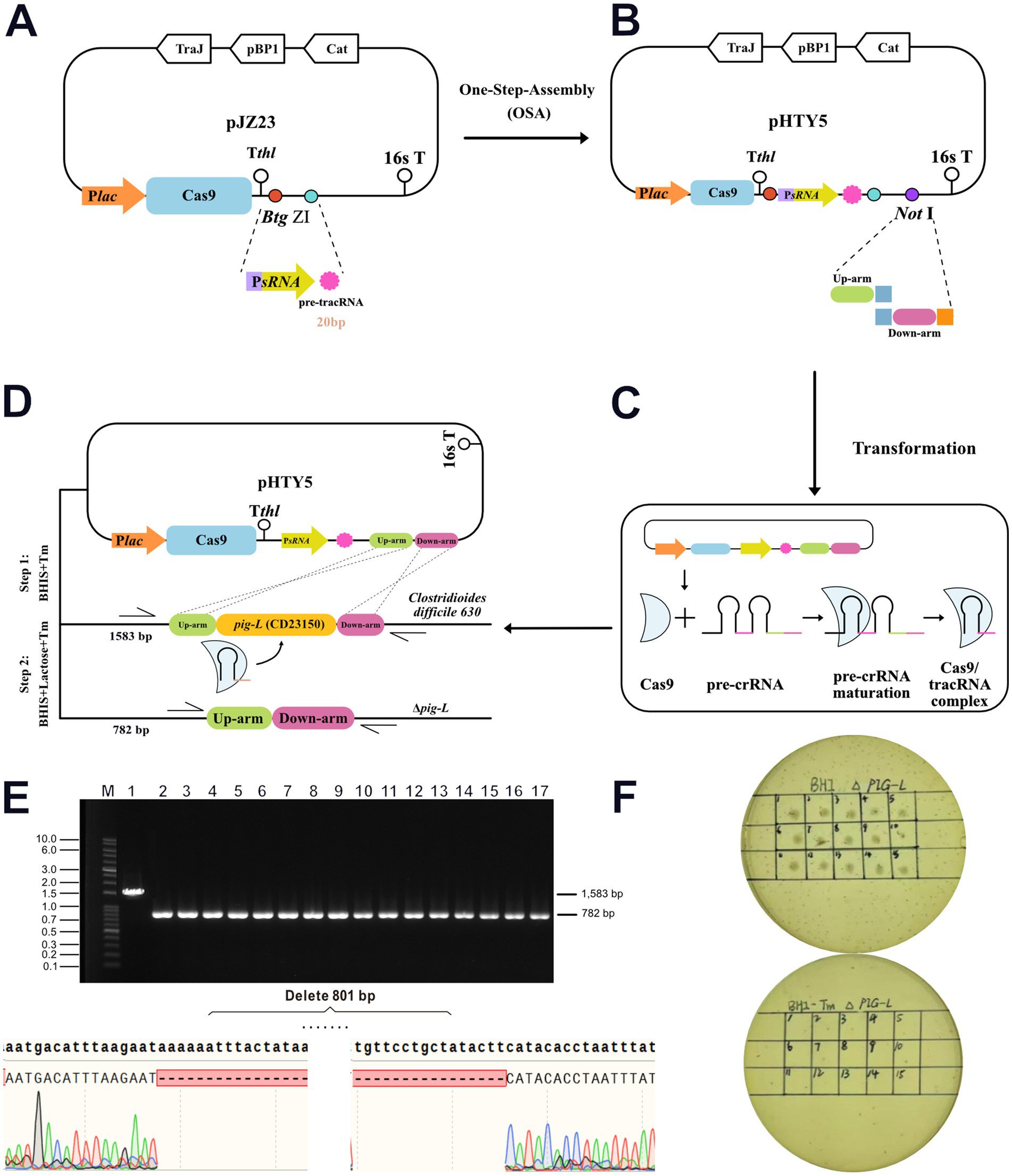 Diagram depicting the CRISPR-Cas9 gene editing workflow. Panel A shows plasmid pJZZ23. Panel B illustrates pHTY5 after one-step assembly. Panel C depicts transformation and Cas9 complex formation. Panel D details the gene editing process in Clostridioides difficile 630 using pHTY5. Panel E shows gel electrophoresis results confirming DNA deletion. Panel F presents agar plates comparing bacterial growth.