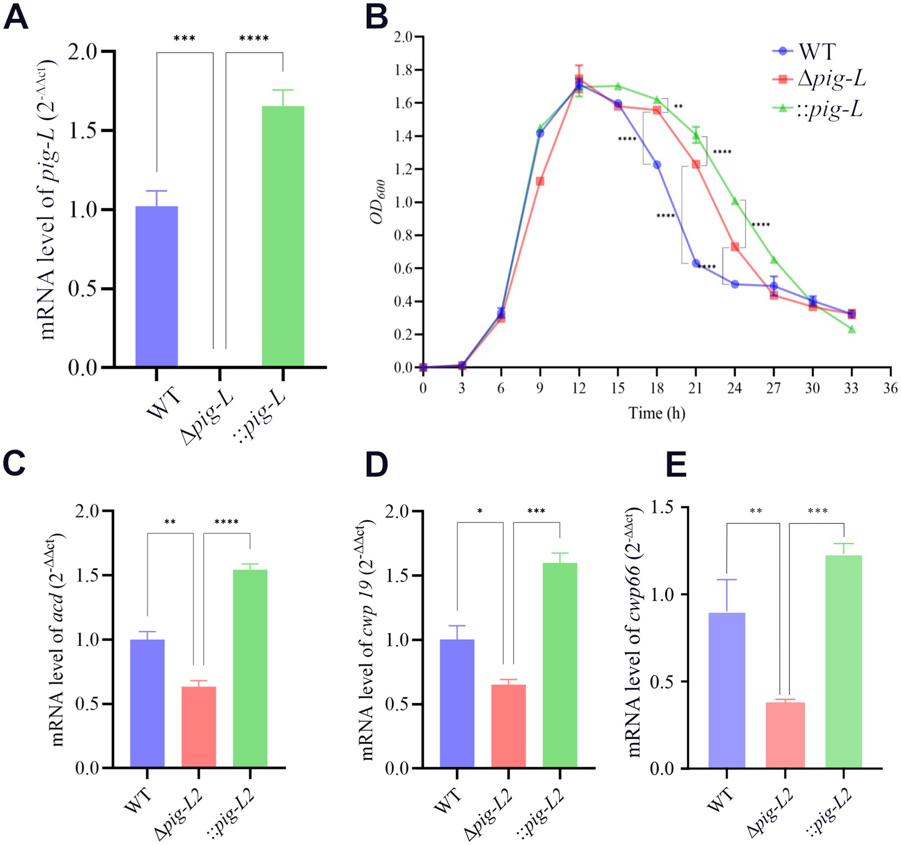 A set of graphs depicting mRNA levels and optical density. Graph A shows mRNA levels of pig-L, with significant differences marked between wild type (WT), Δpig-L, and ::pig-L. Graph B presents a growth curve over time, comparing OD600 among WT, Δpig-L, and ::pig-L, showing significant variations at various time points. Graph C displays mRNA levels of acoA with significant differences among groups. Graph D shows mRNA levels of cwp19, with marked variances. Graph E presents mRNA levels of cwp66, indicating notable differences among the groups. Error bars and asterisks denote statistical significance across graphs.