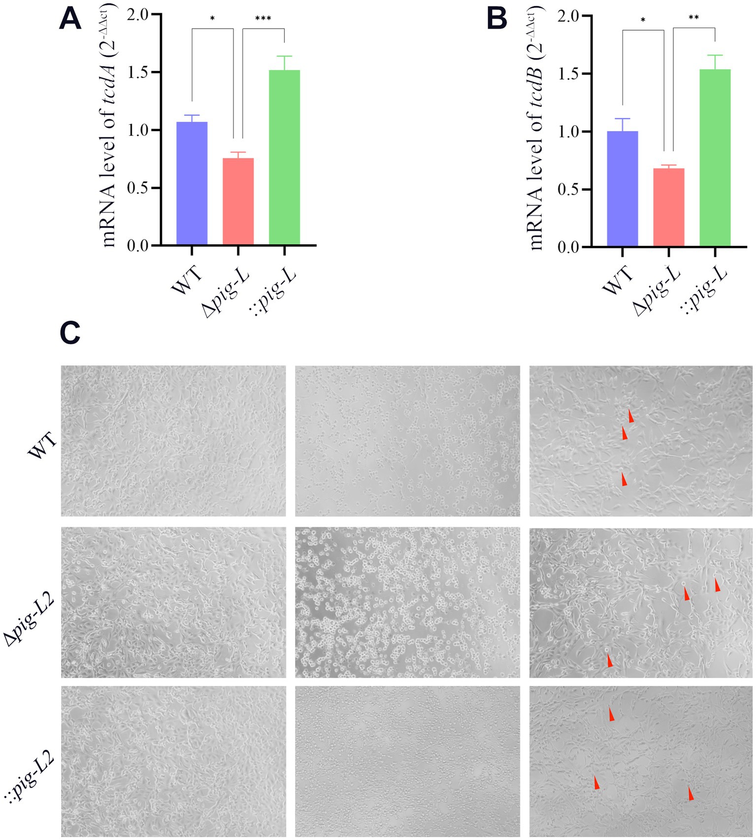 Three panels labeled A, B, and C. Panel A shows a bar graph comparing mRNA levels of tcdA in WT, Δpig-L, and ::pig-L samples, with significant differences marked by asterisks. Panel B displays a similar bar graph for tcdB. Panel C consists of nine microscopic images organized in three rows, corresponding to WT, Δpig-L, and ::pig-L, each showing cellular structures with red arrowheads highlighting specific areas.
