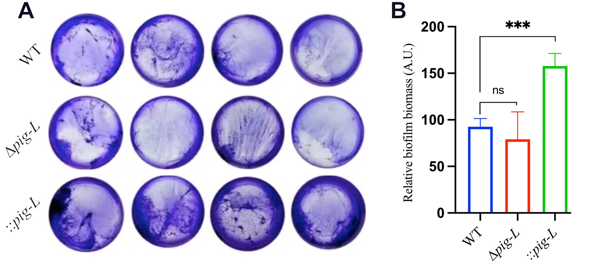 Panel A shows crystal violet-stained biofilm formation by three bacterial strains: WT, Δpig-L, and ::pig-L, with varying levels of staining. Panel B displays a bar chart comparing the relative biofilm biomass of these strains. WT and Δpig-L show similar biomass levels, while ::pig-L exhibits significantly higher biomass. Statistical significance is indicated by asterisks and