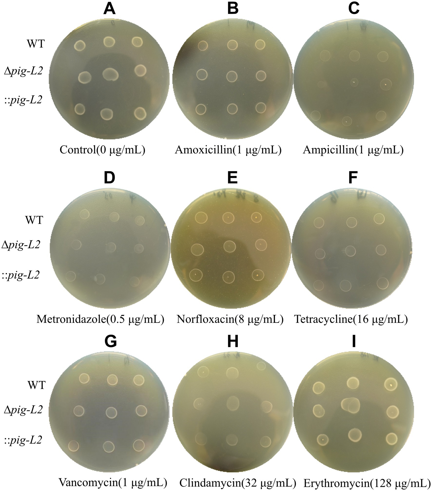 Nine petri dishes labeled A to I show antibiotic susceptibility tests on bacterial cultures. Each dish displays three rows labeled WT, Δpig-L2, and ::pig-L2, under different antibiotic conditions: A) Control, B) Amoxicillin, C) Ampicillin, D) Metronidazole, E) Norfloxacin, F) Tetracycline, G) Vancomycin, H) Clindamycin, I) Erythromycin. Zones of inhibition vary across conditions.
