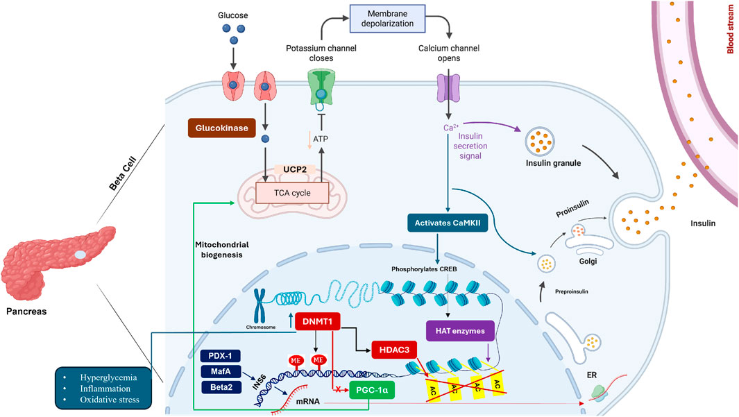 Diagram illustrating insulin production in pancreatic beta cells. It shows glucose entering the cell, triggering a cascade with glucokinase, UCP2, and the TCA cycle. Membrane depolarization and calcium channel openings lead to insulin secretion. Mitochondrial biogenesis, transcription factors, and DNA methylation influence this process. Insulin granules move from Golgi to the bloodstream. Factors like hyperglycemia, inflammation, and oxidative stress are noted.