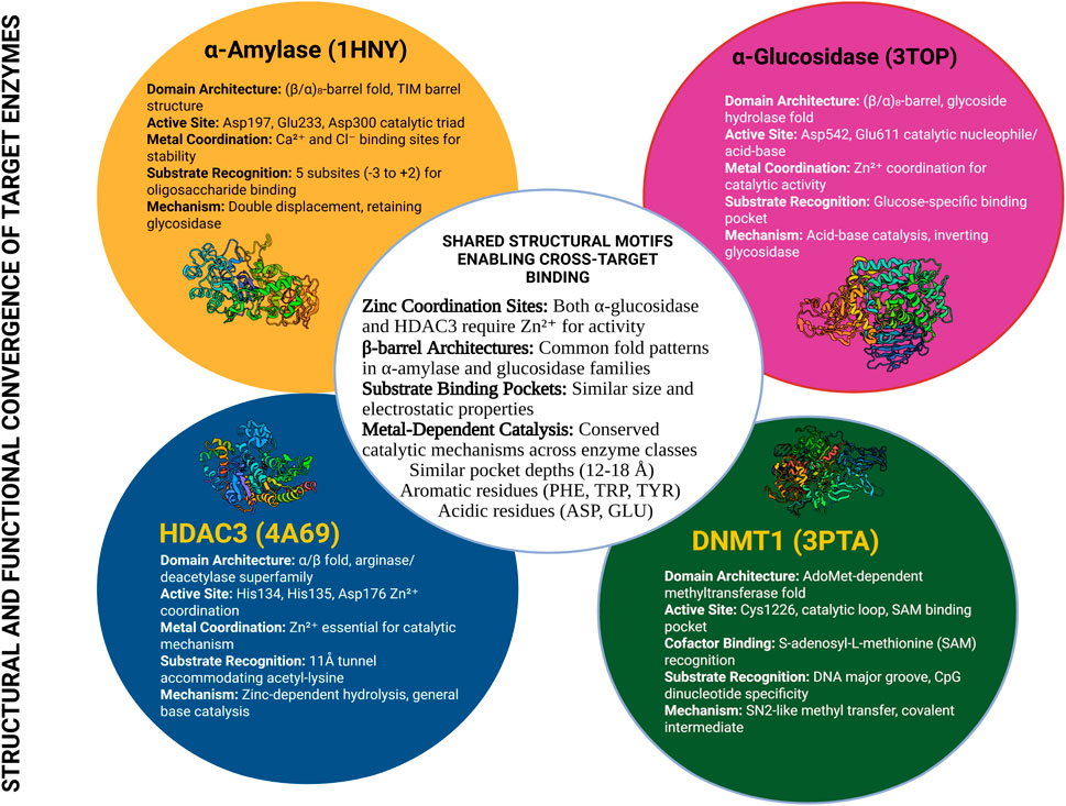 Diagram illustrating the structural and functional convergence of target enzymes. Four colored sections represent different enzymes: α-Amylase, α-Glucosidase, HDAC3, and DNMT1. Each section details domain architecture, active site, metal coordination, substrate recognition, and mechanism. The center lists shared structural motifs like zinc coordination sites, β-barrel architectures, substrate binding pockets, metal-dependent catalysis, and significant residues.