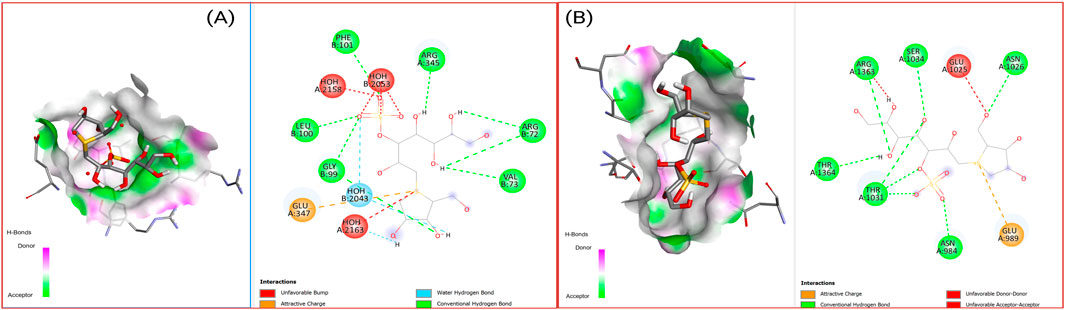 Molecular interaction analysis in two panels labeled A and B. Each panel shows 3D and 2D views of a molecular complex. Color-coded regions denote hydrogen bond donors, acceptors, and various interactions such as attractive charge and hydrogen bonds. Green, red, and orange indicate interactions with amino acids and water molecules.