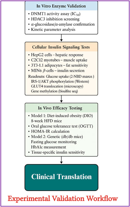 Experimental validation workflow diagram with three stages: In Vitro Enzyme Validation, Cellular Insulin Signaling Tests, and In Vivo Efficacy Testing, culminating in Clinical Translation. Each stage lists specific tests and assays, such as DNMT1 activity assay, HepG2 cell hepatic response, oral glucose tolerance test, and tissue-specific insulin sensitivity.